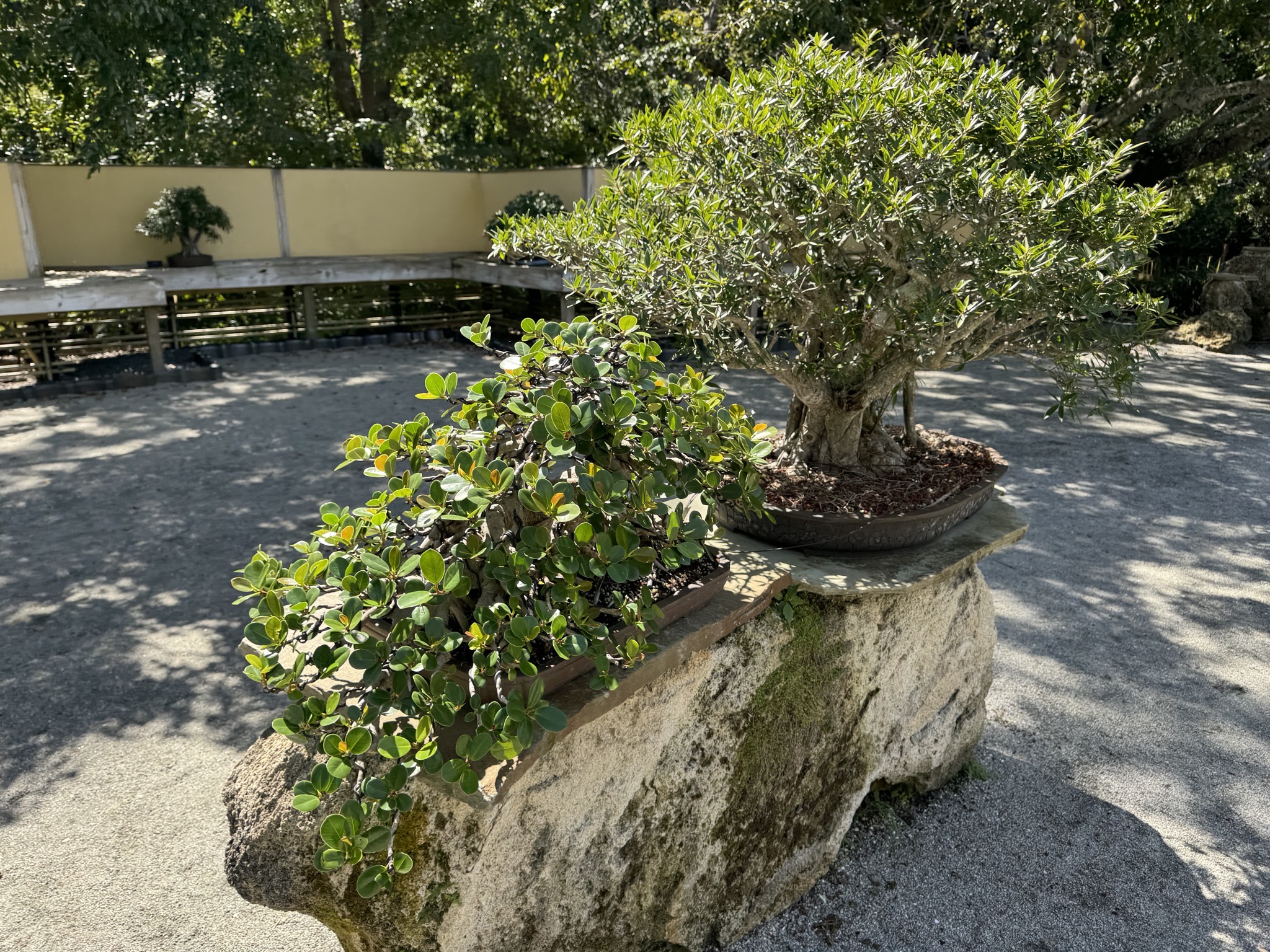 Bonsai garden