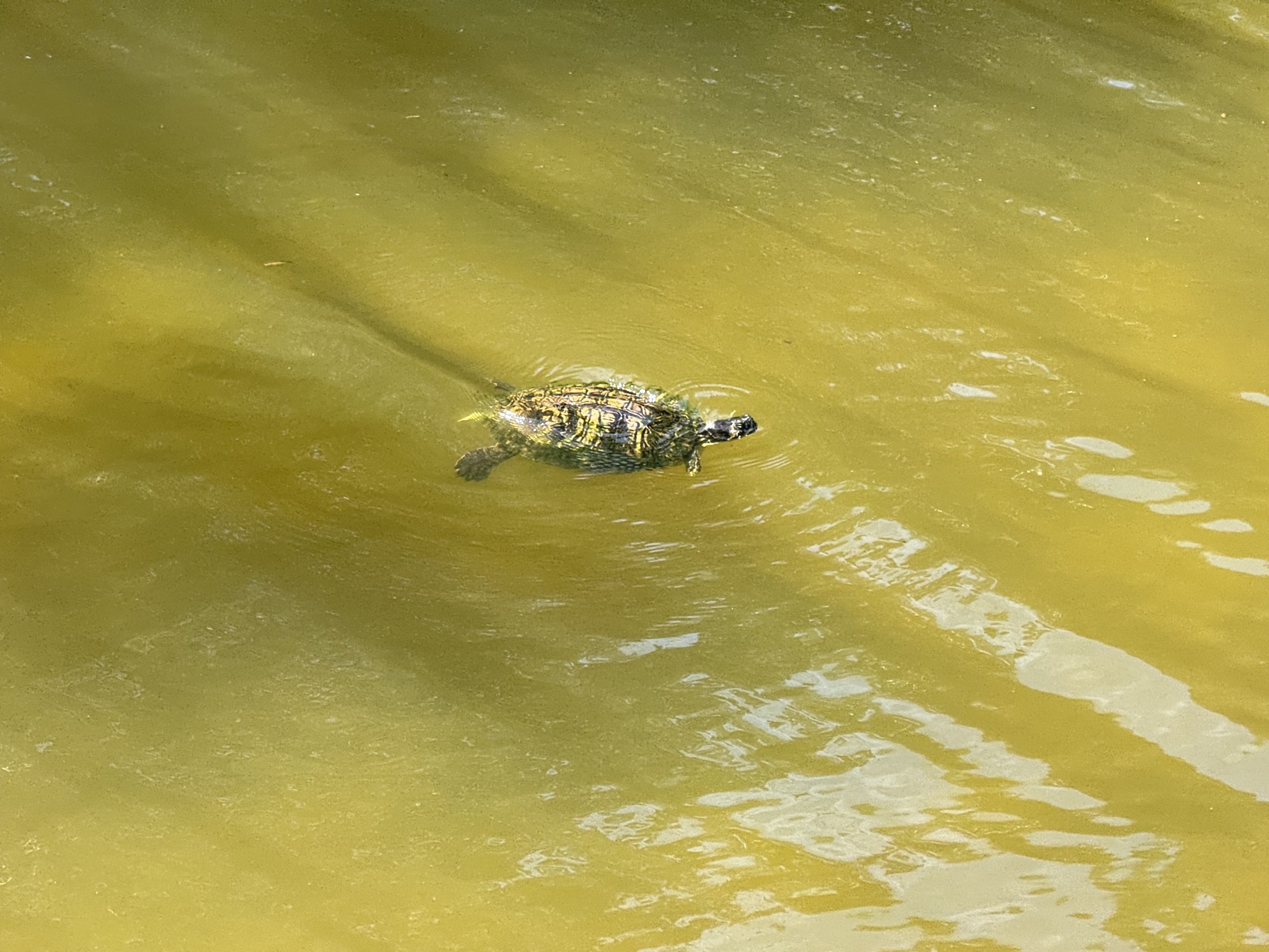 Turtle