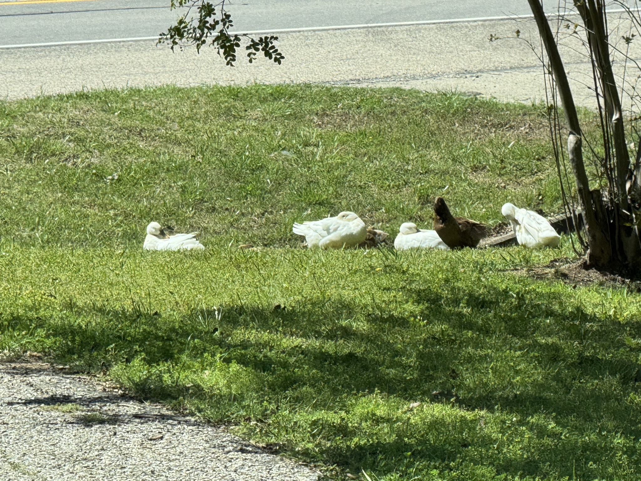 Ducks