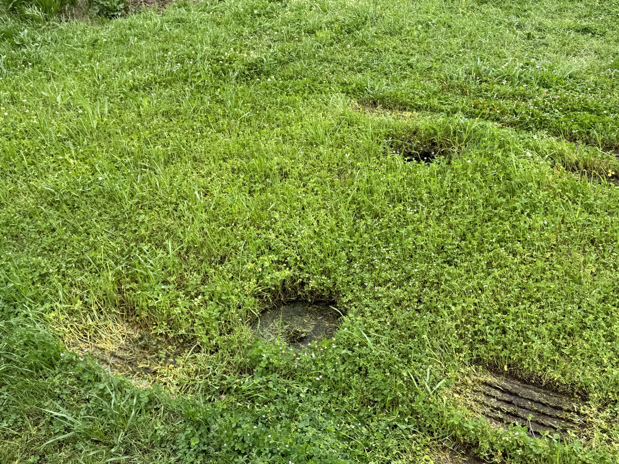 Depressions from our neighbor's jacks and tires