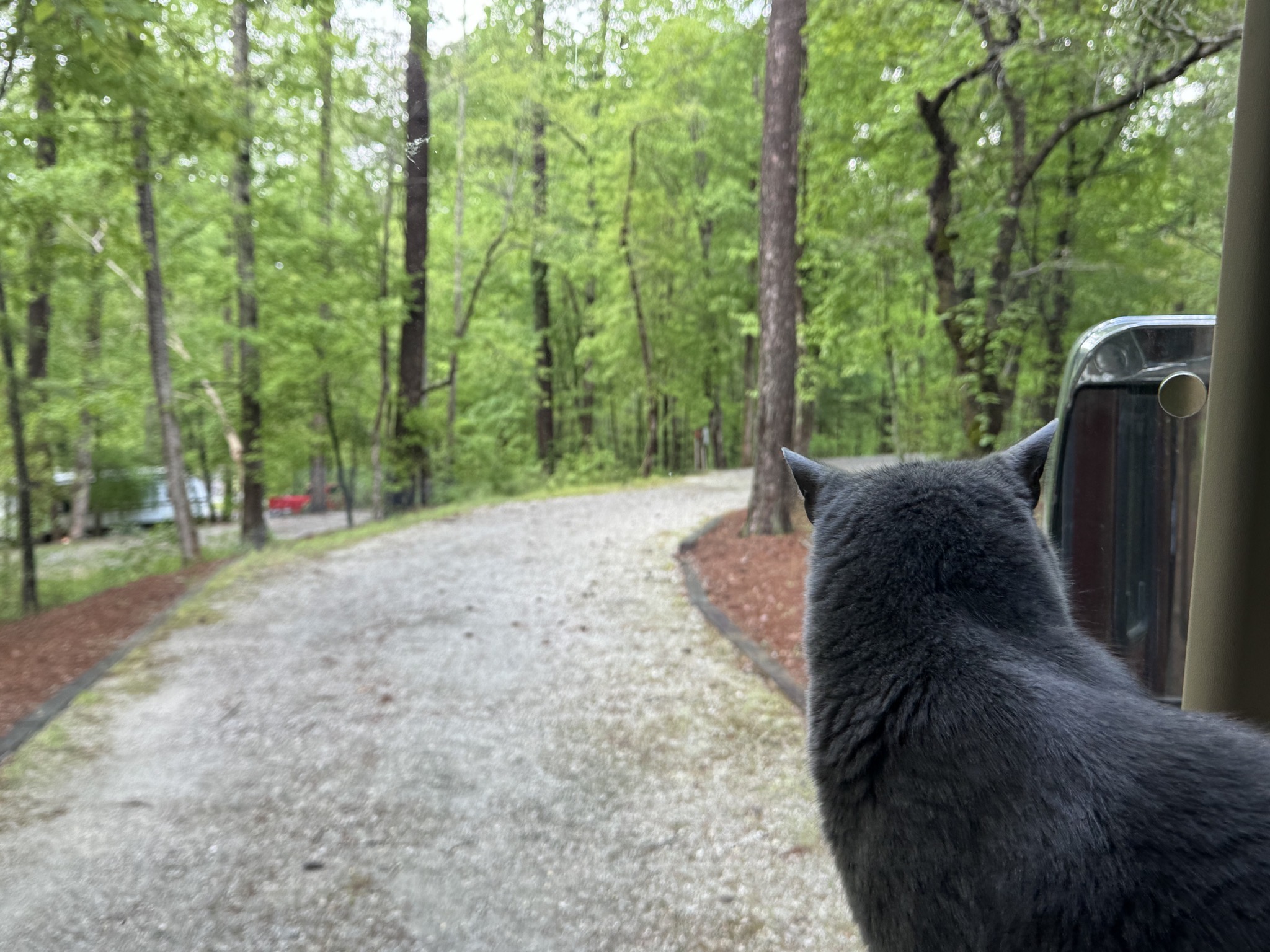 Paladin surveying our driveway