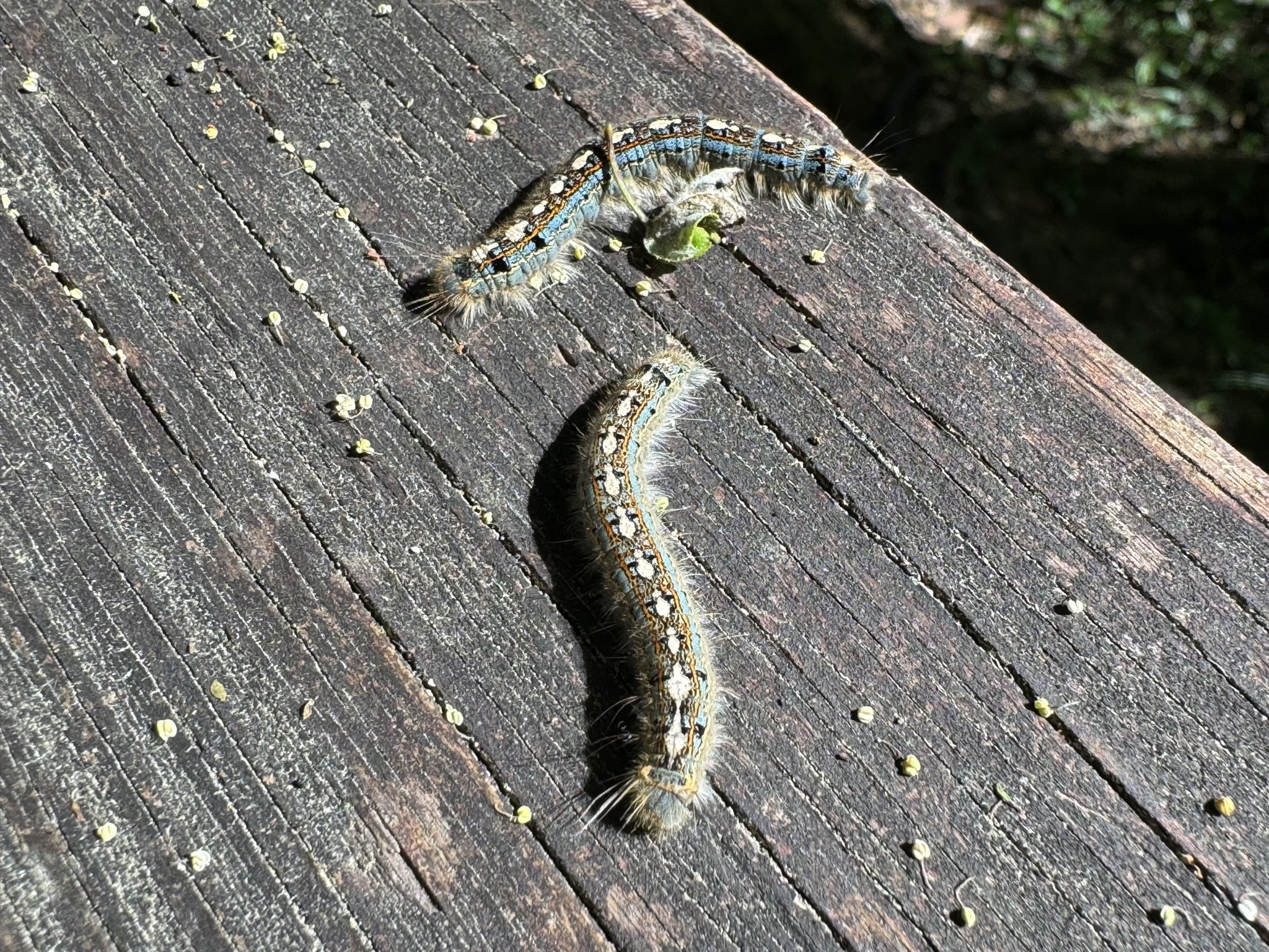 Caterpillars