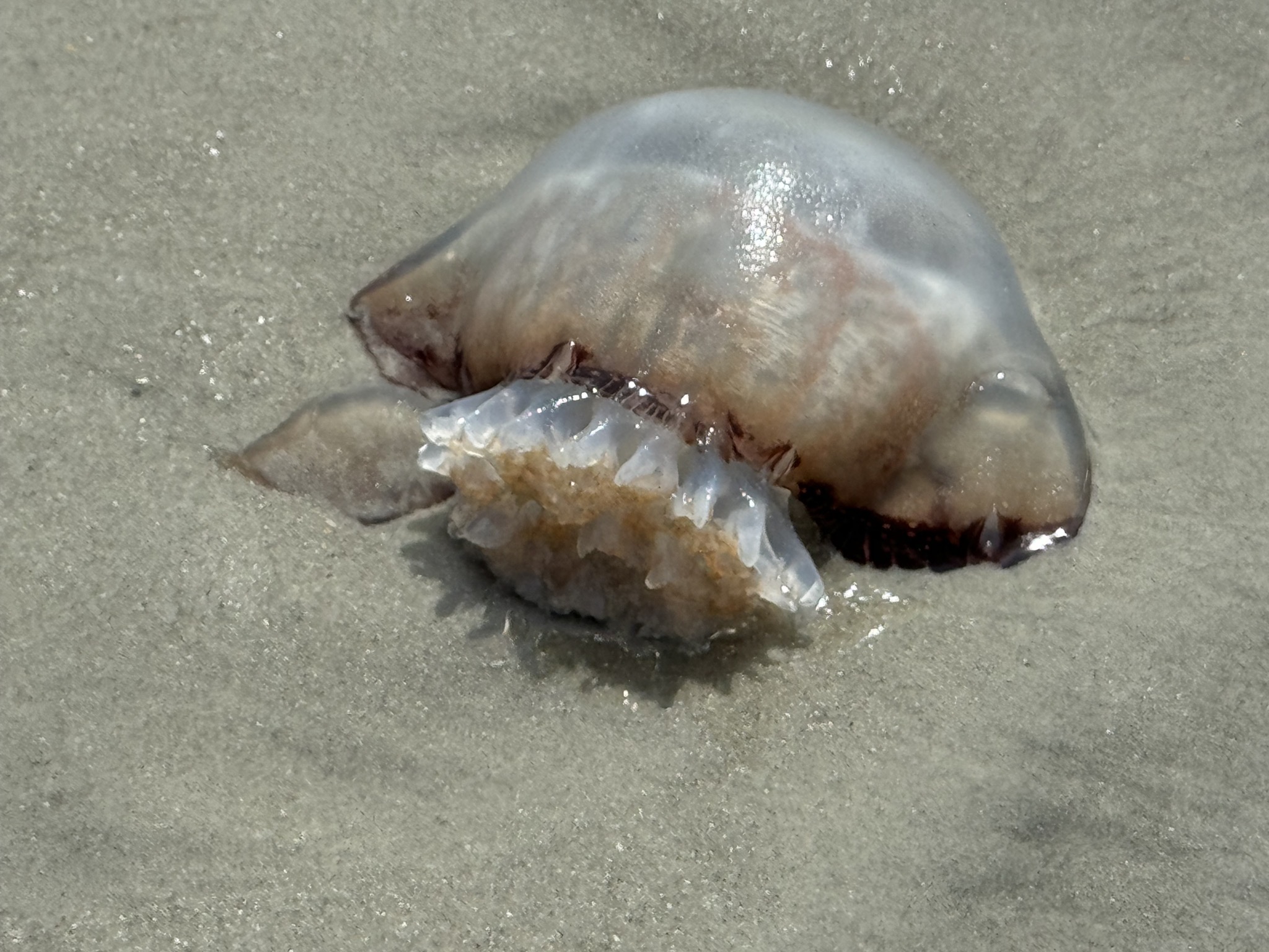 Cannonball jelly