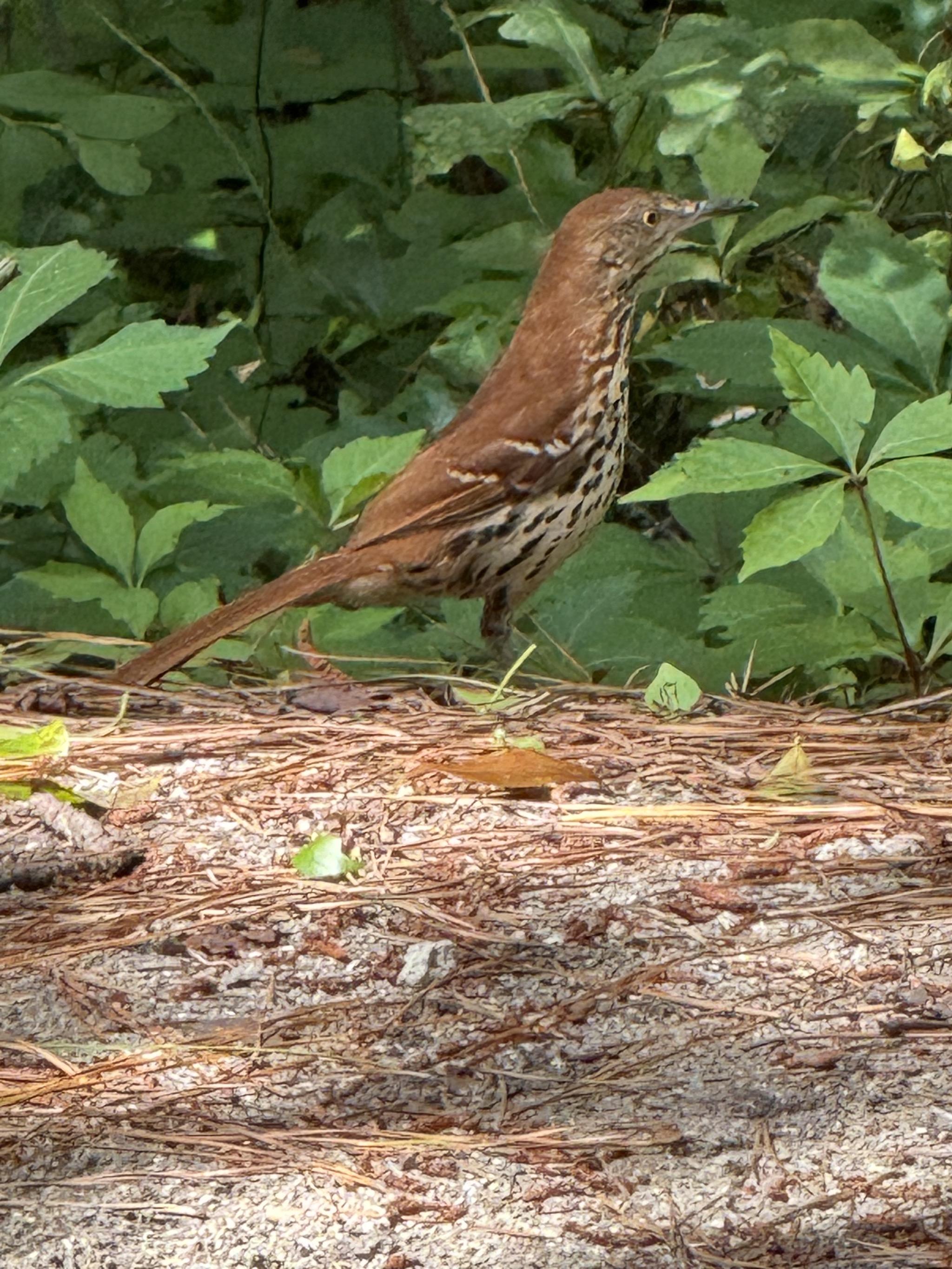 Bird