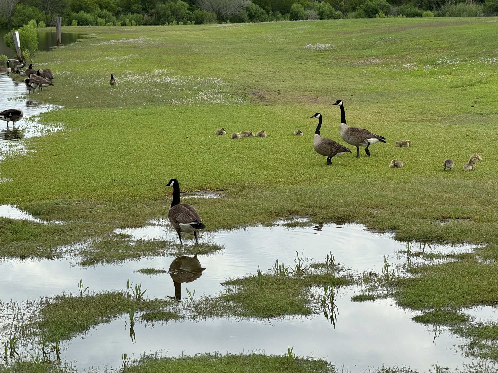 Geese