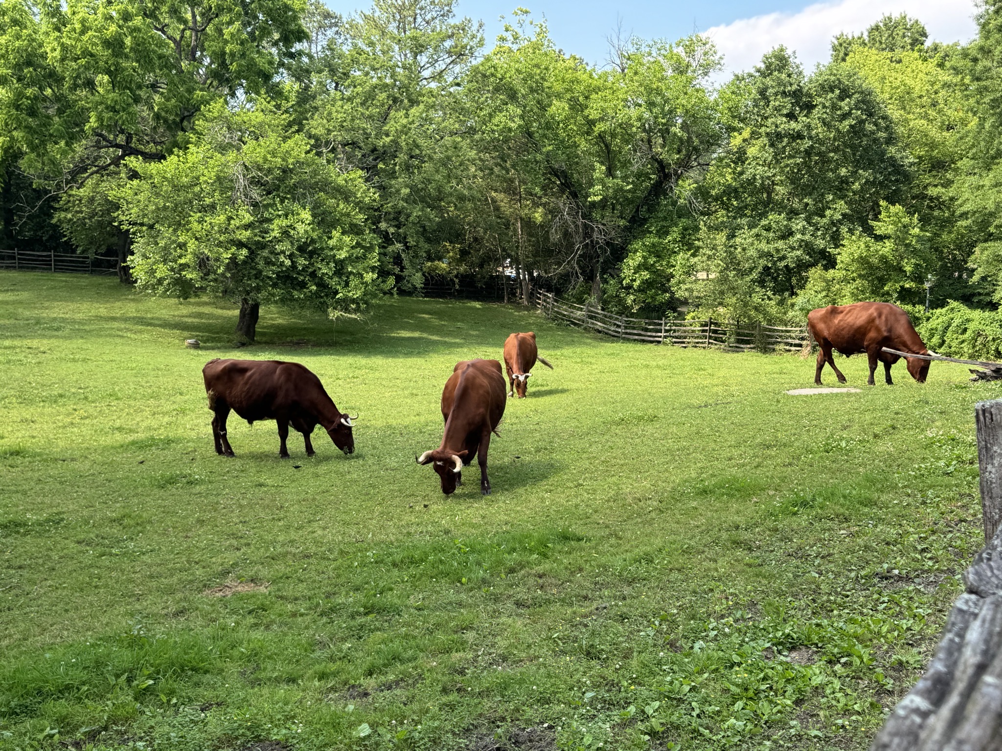 Cows