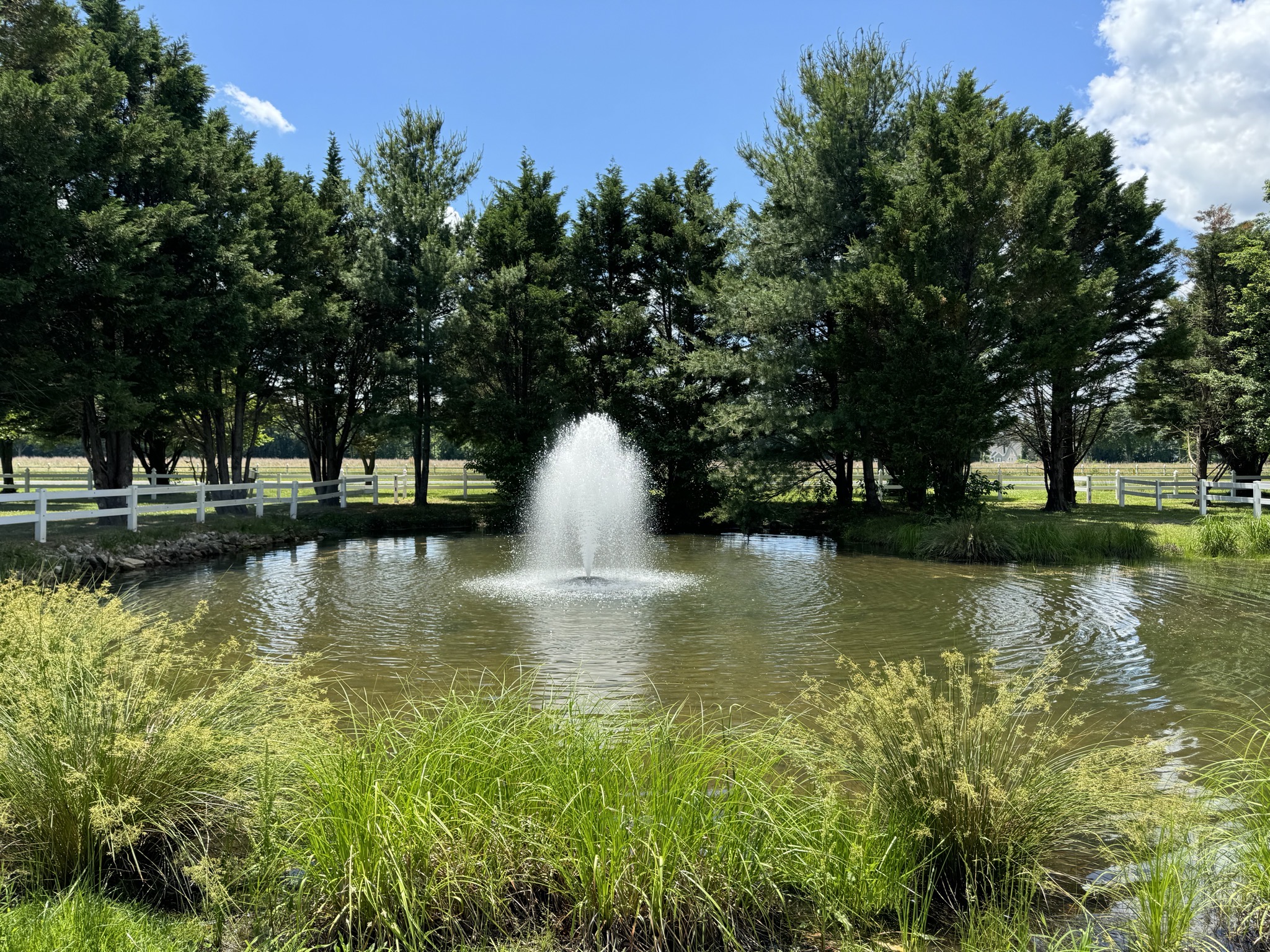 Pond