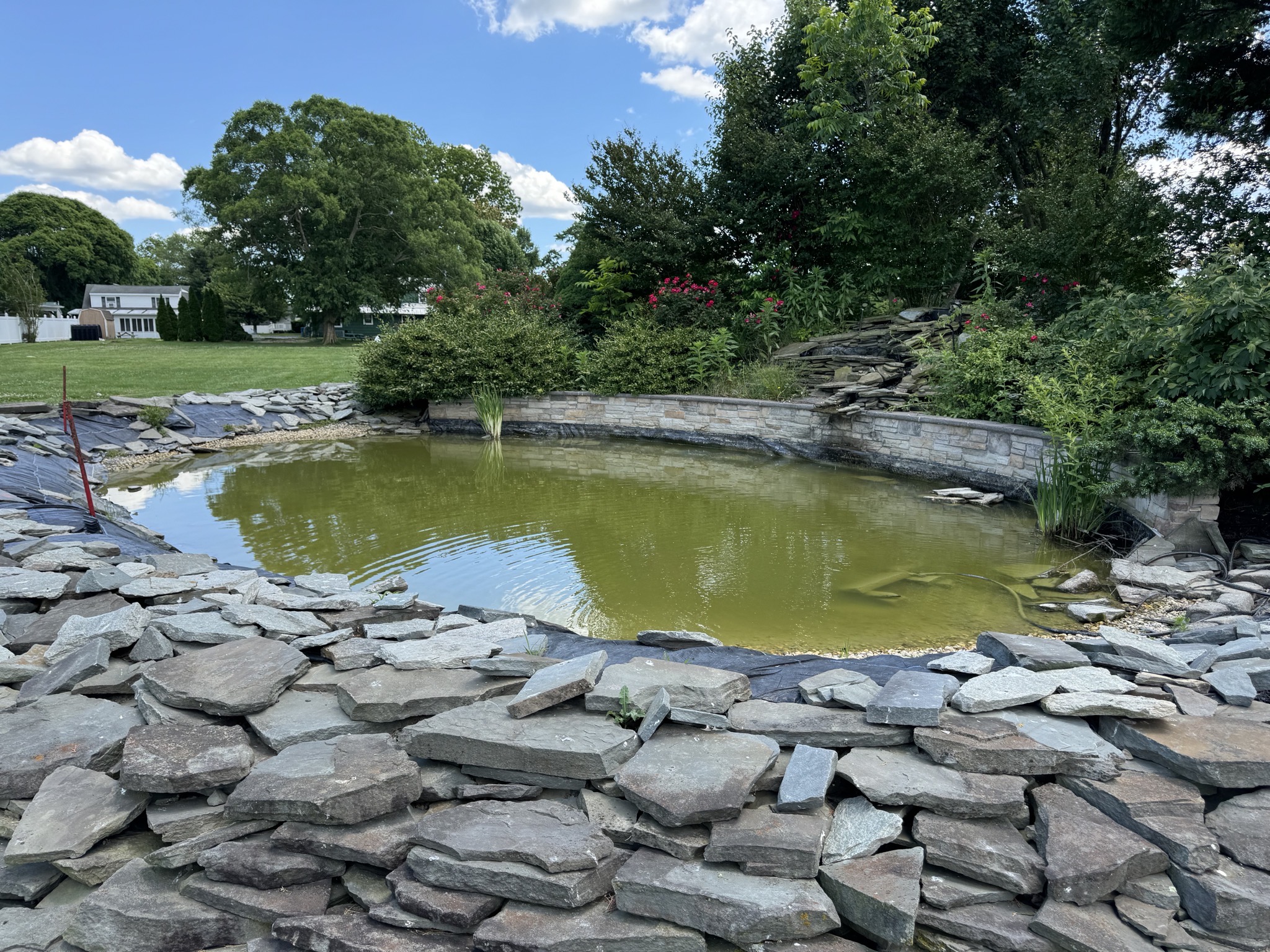 Koi pond