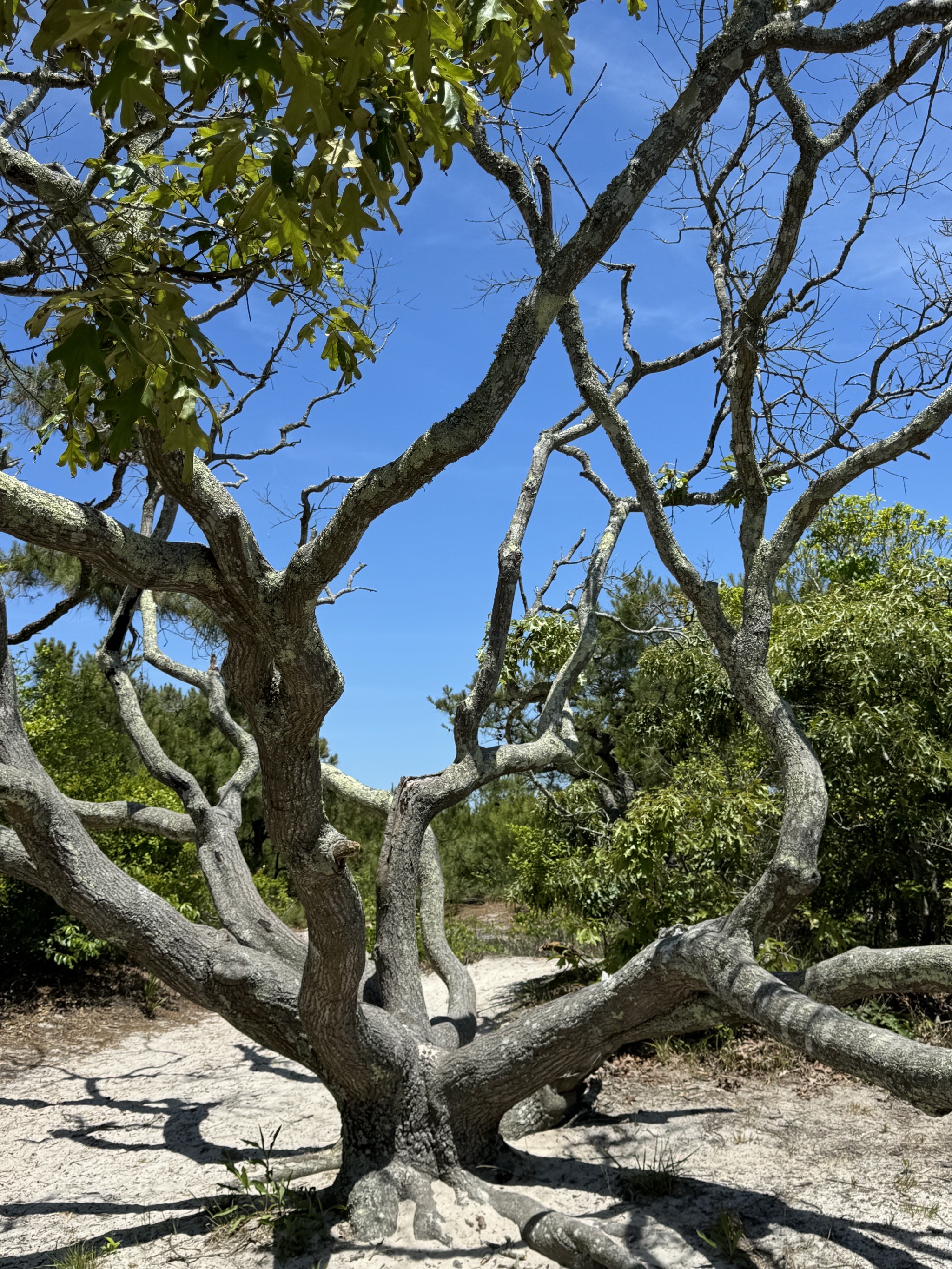 Dunes trail hike