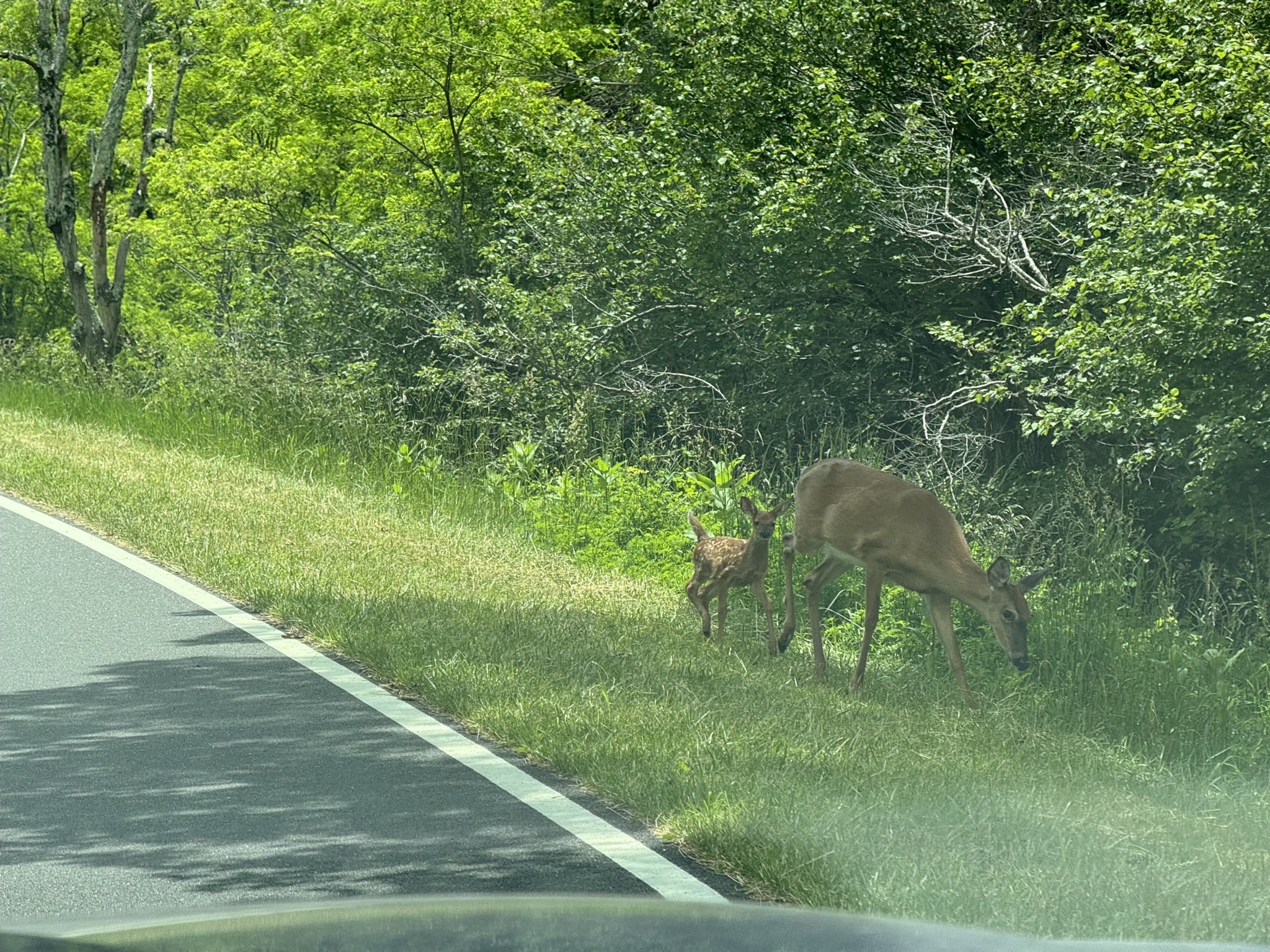 Deer