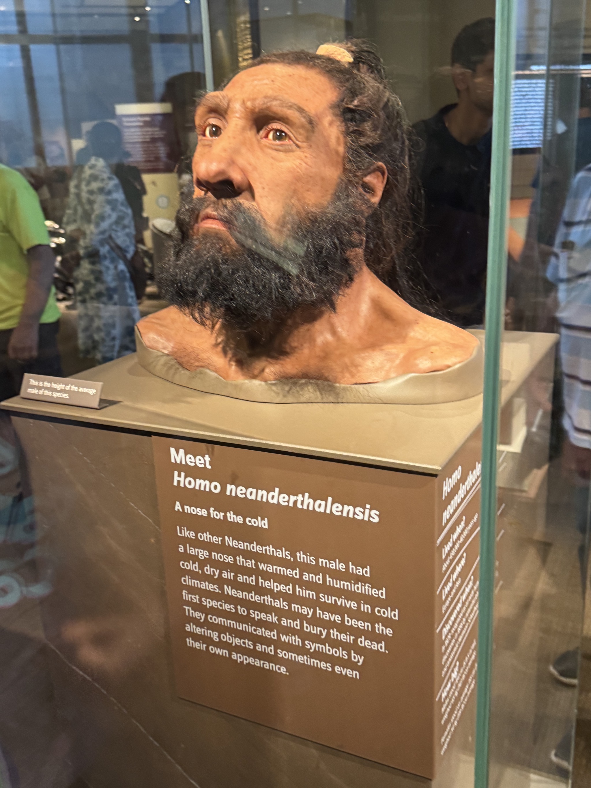 Reconstructed neanderthal face