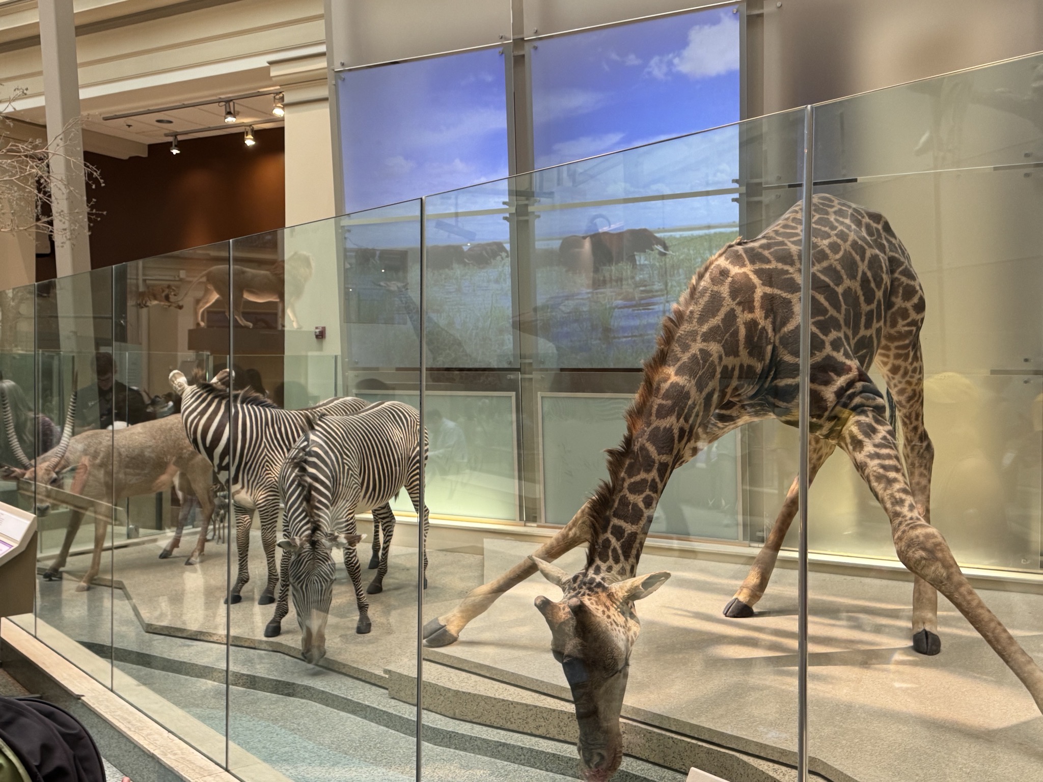 African animals
