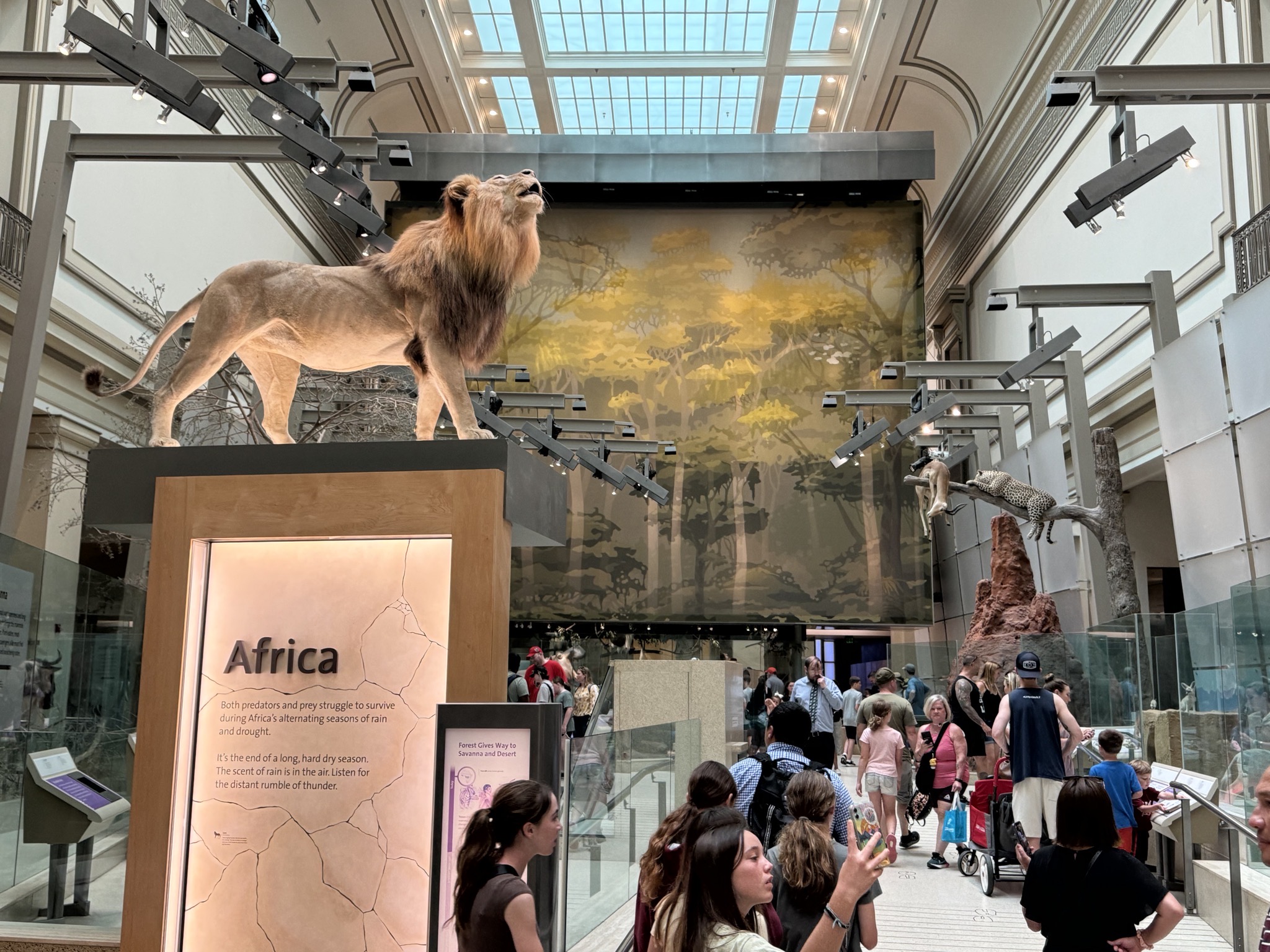 African animals