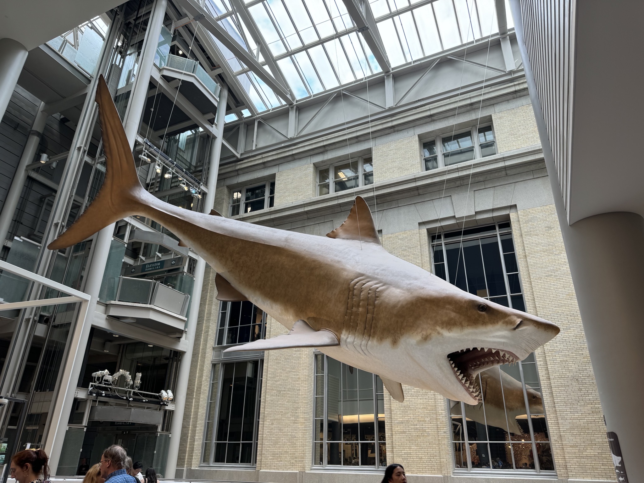 Shark