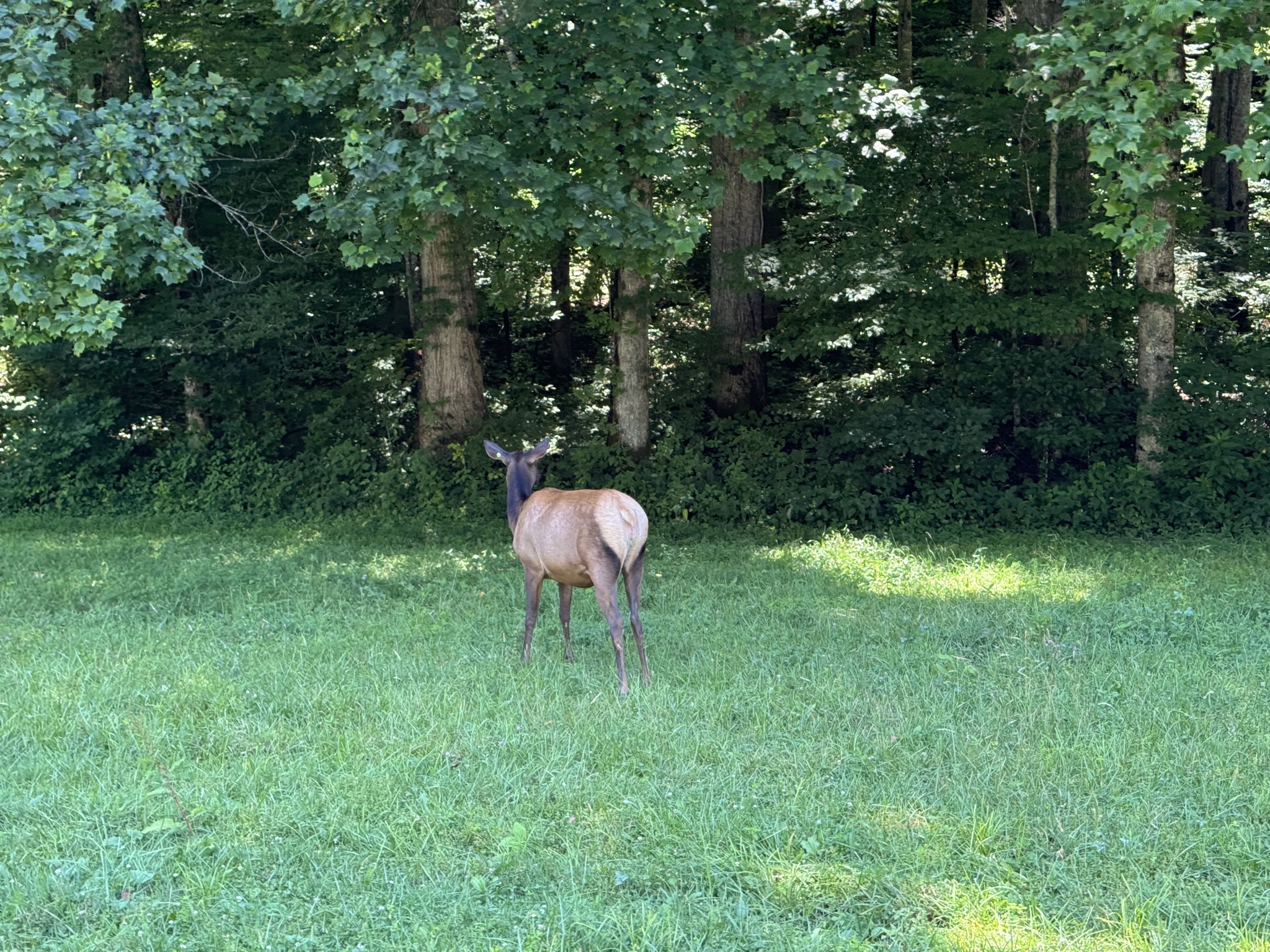 Elk