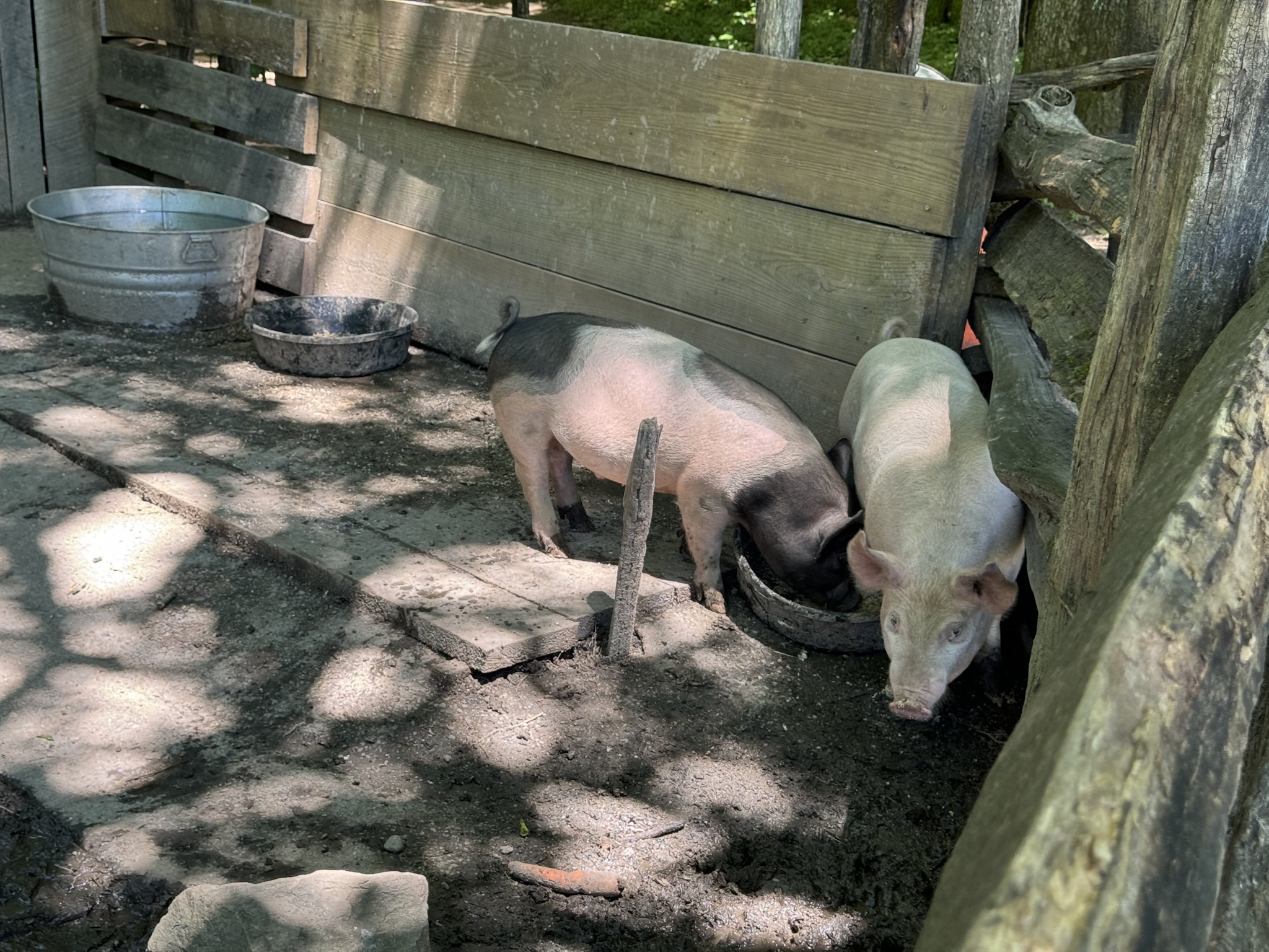 Pigs