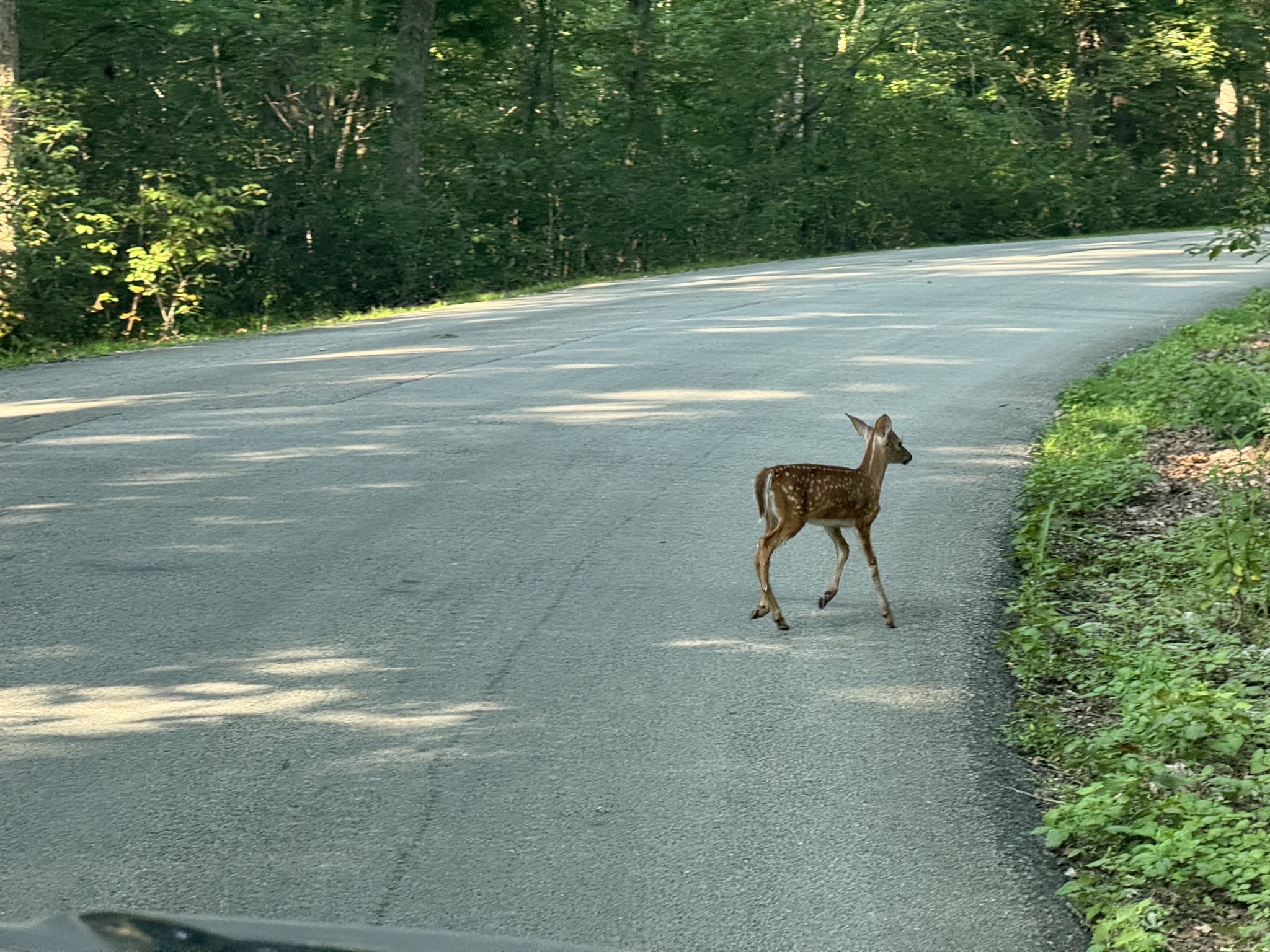 Deer