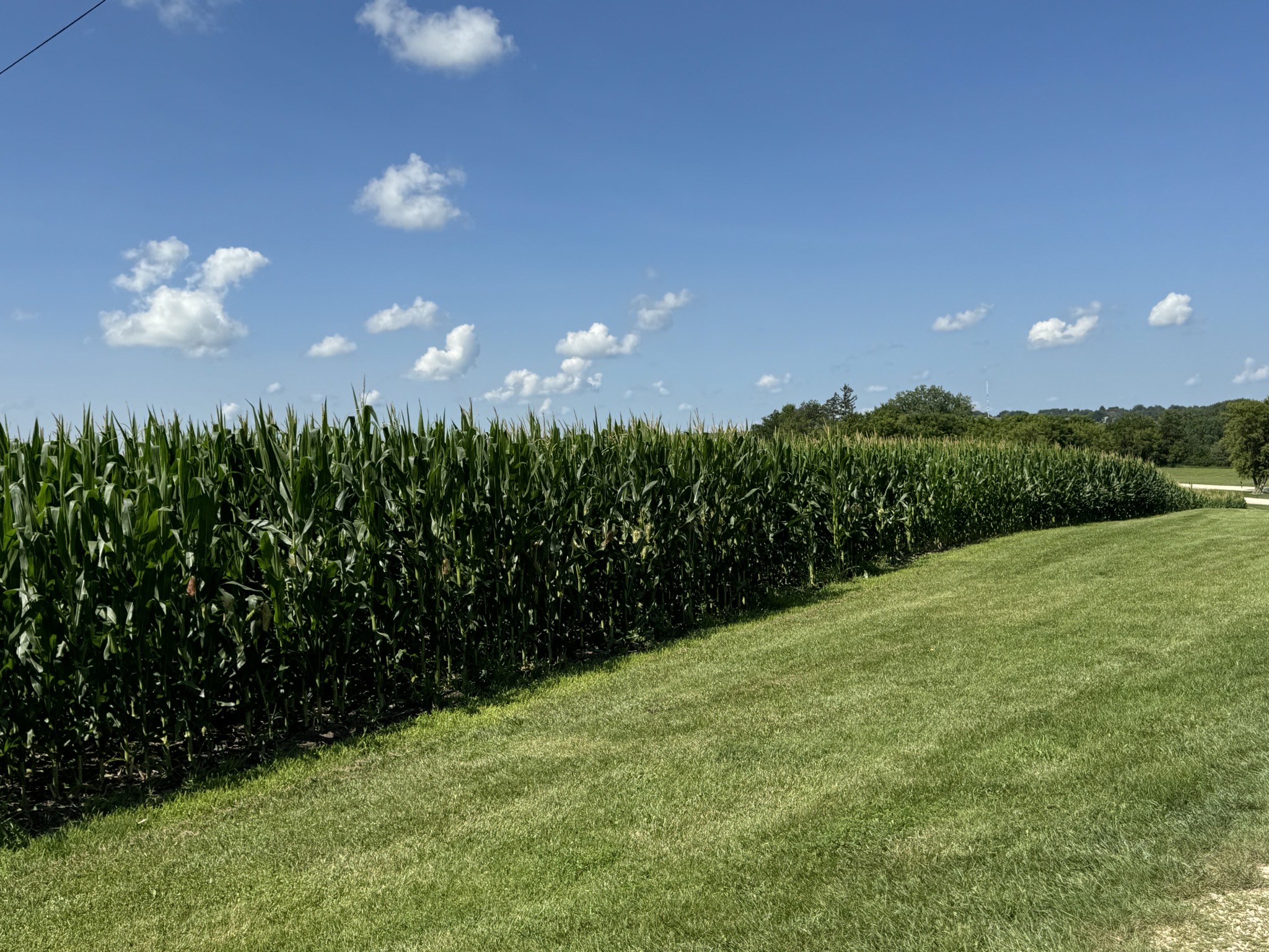 Corn