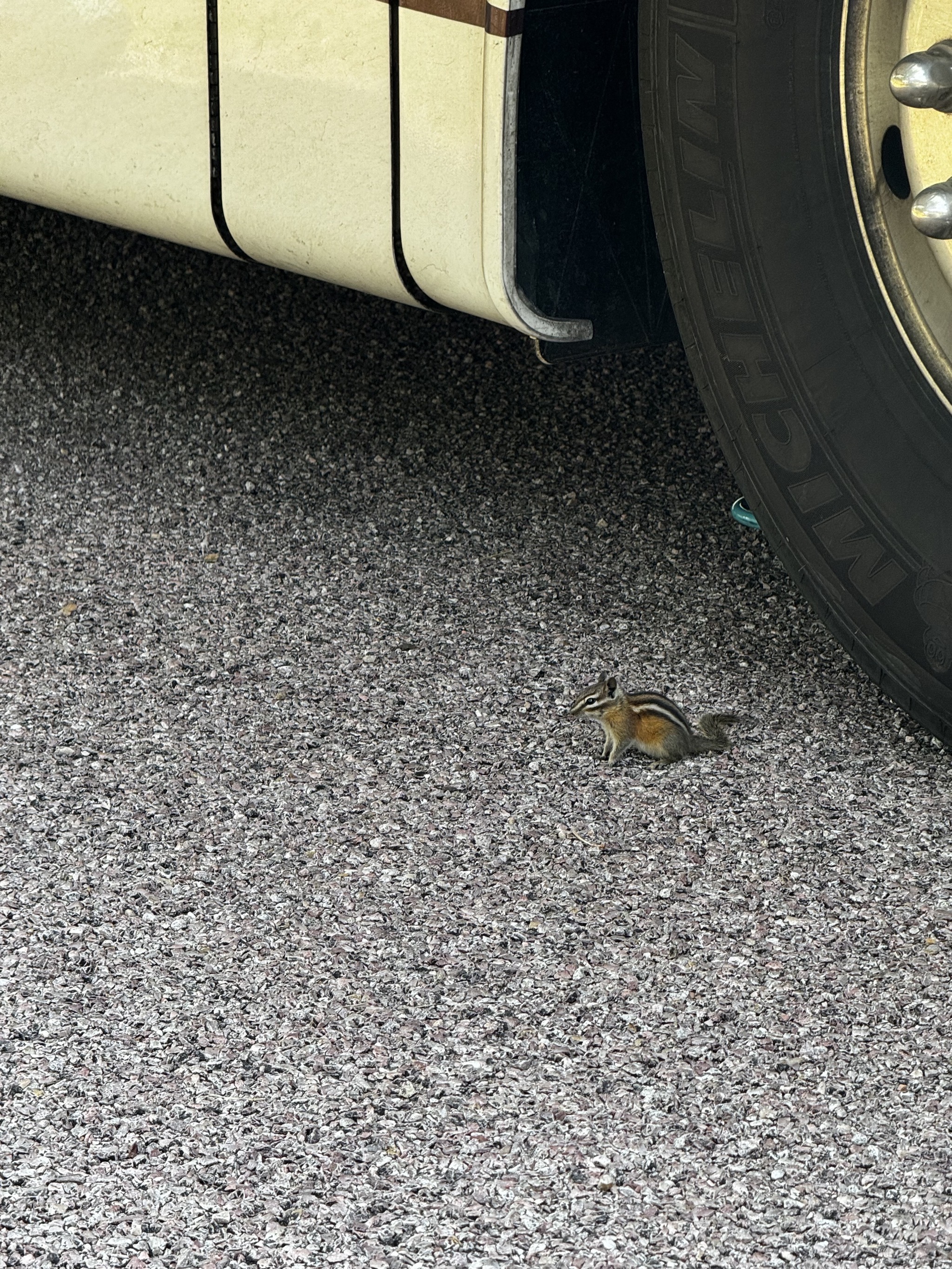 Chipmunk