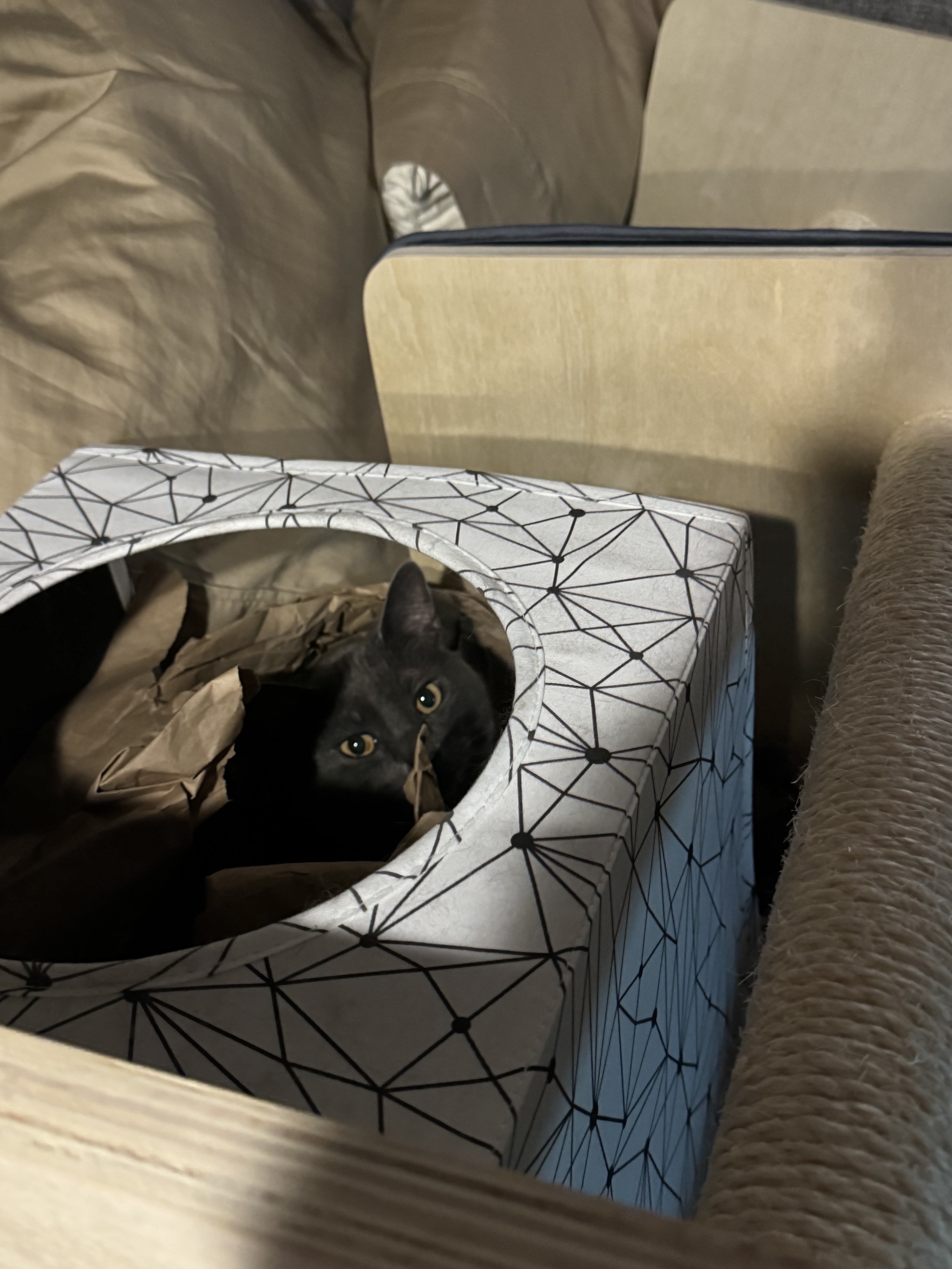 Paladin in his tower box on the bed