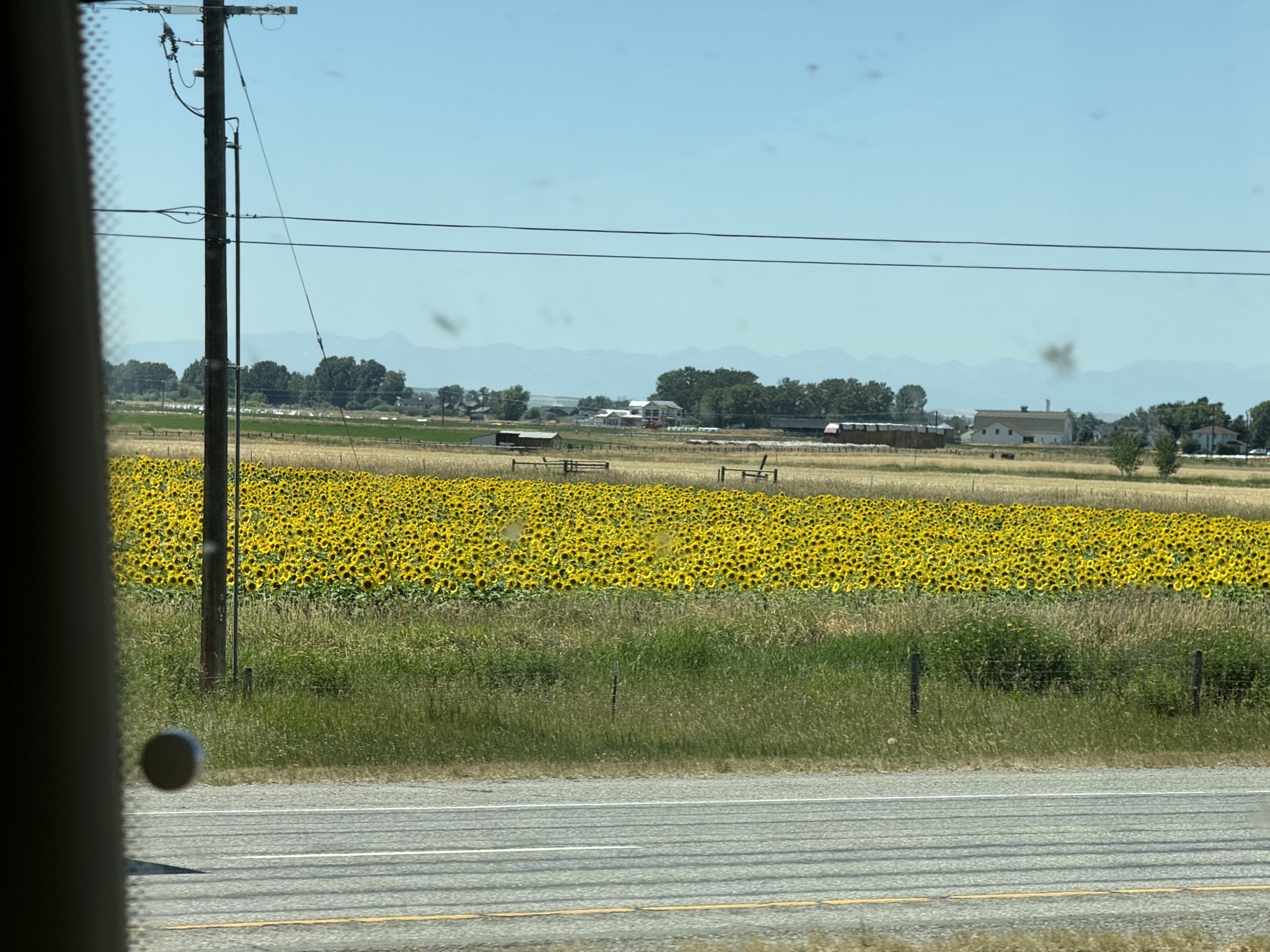 Sunflowers
