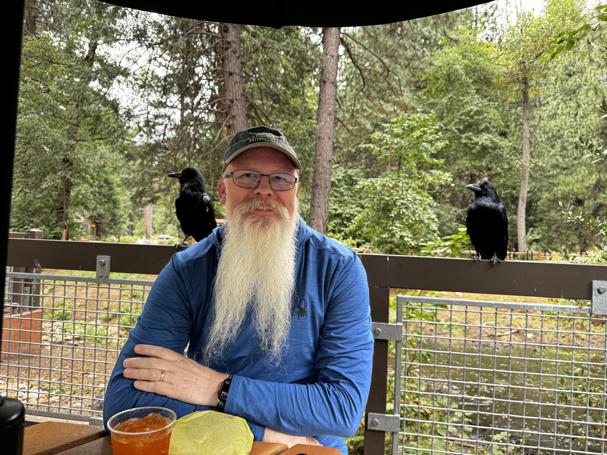 David with ravens