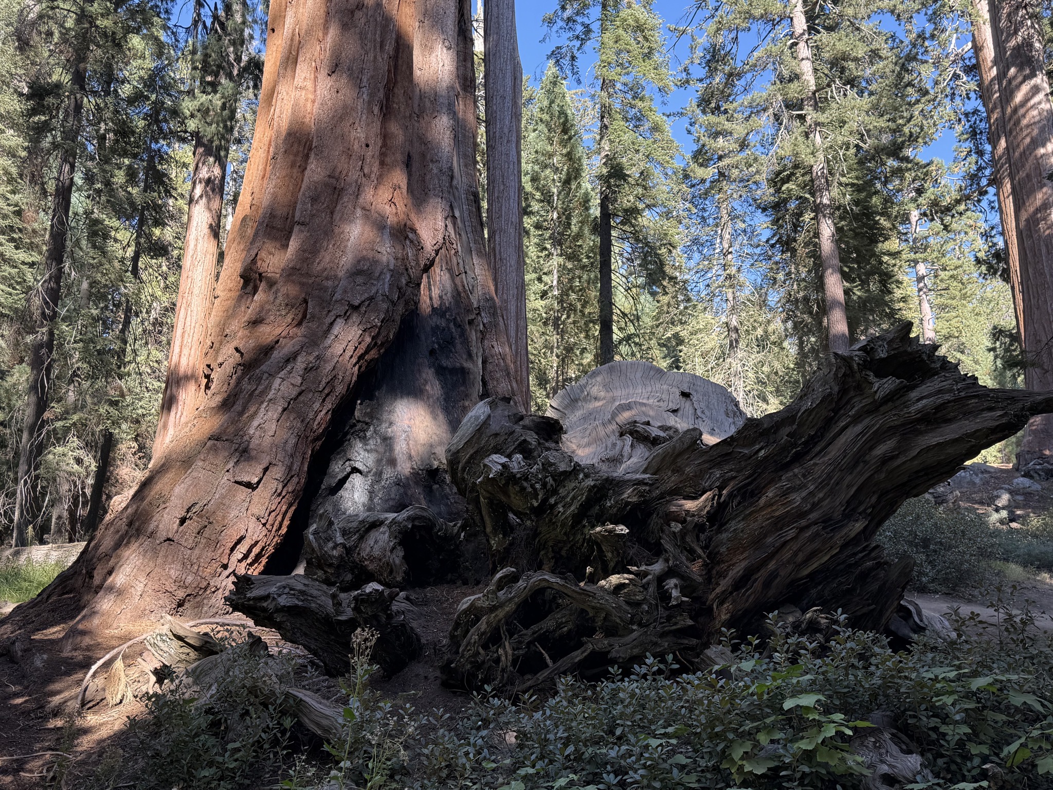 Sequoias