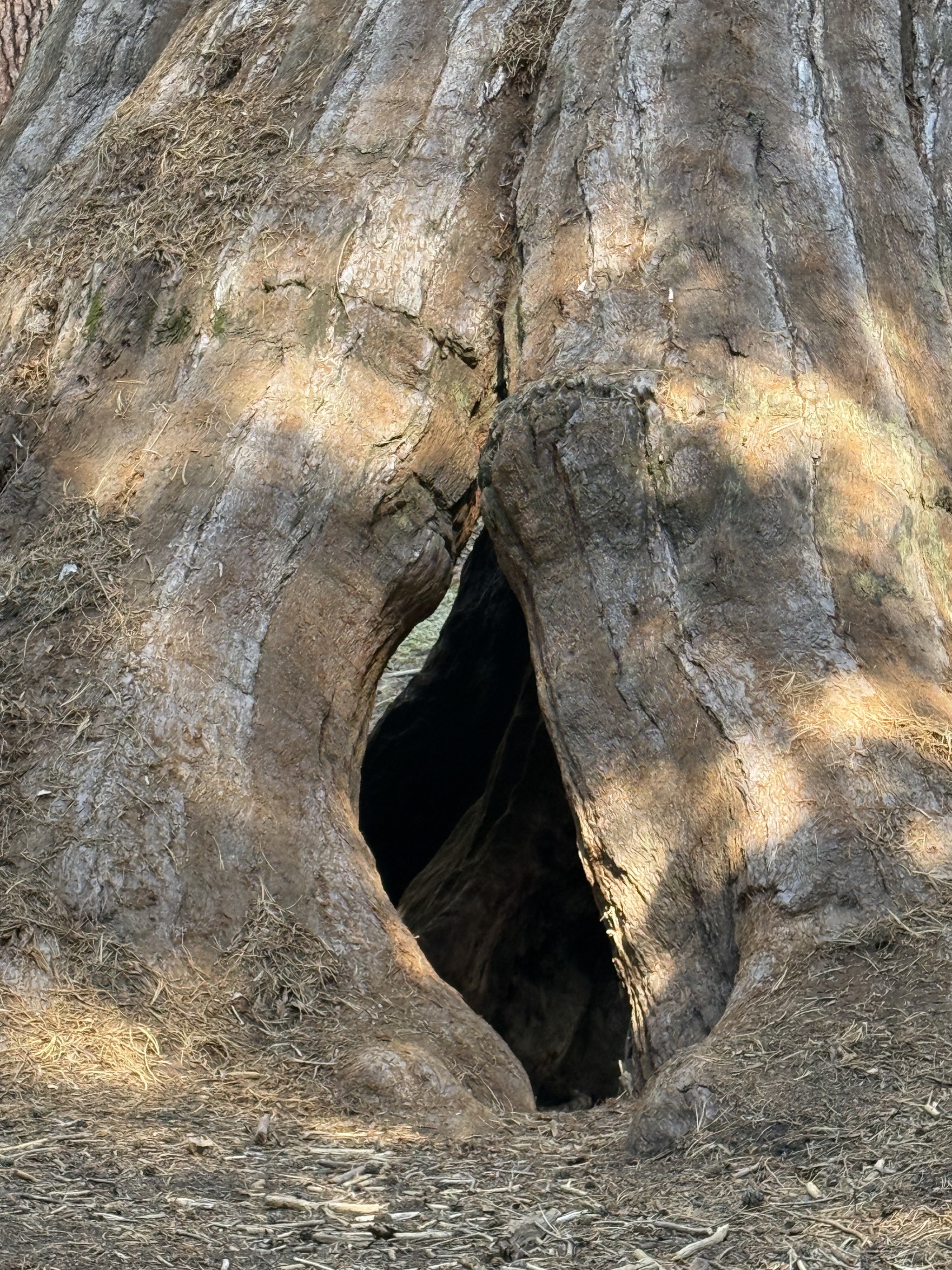 Sequoias