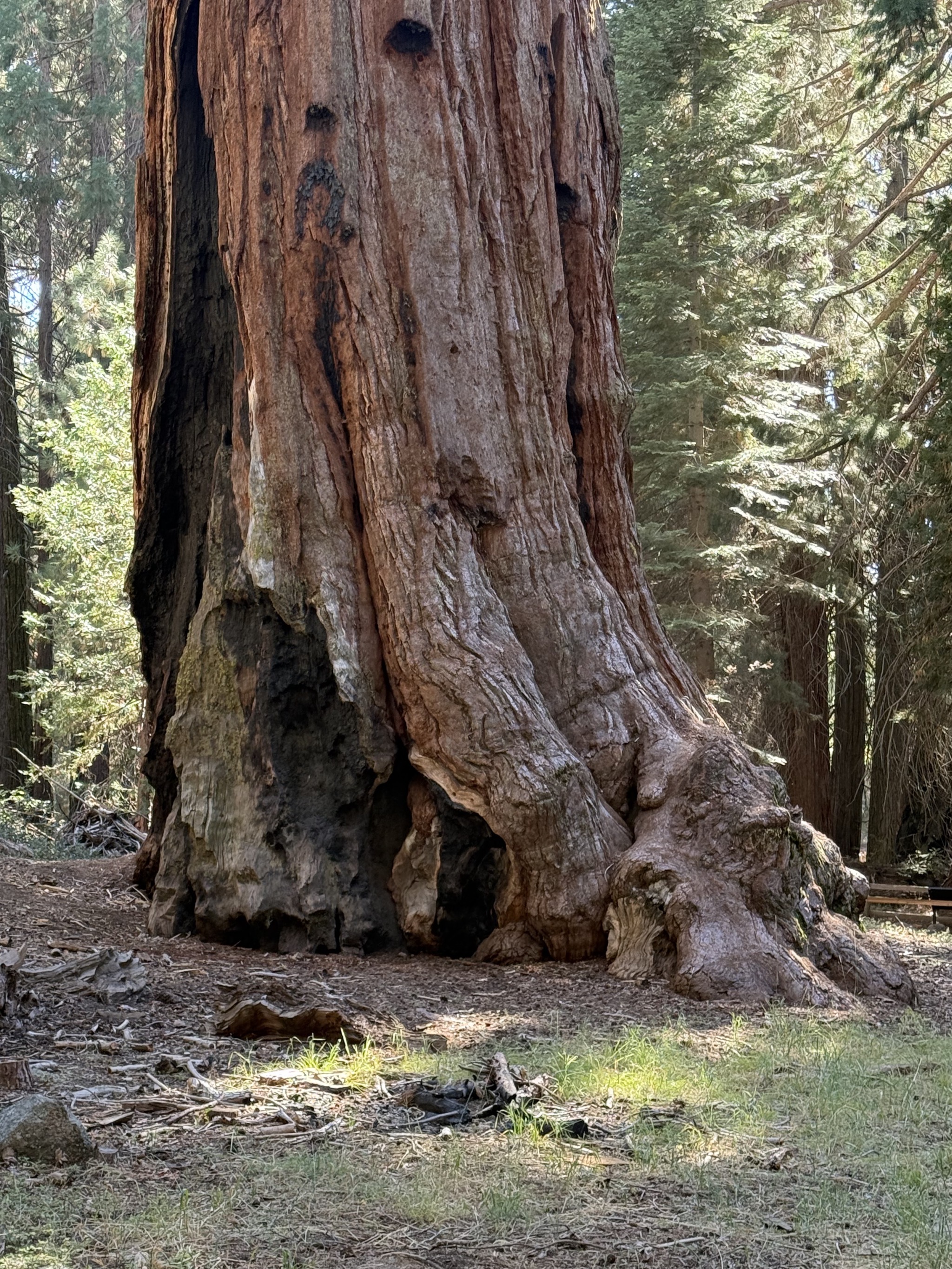 General Grant tree