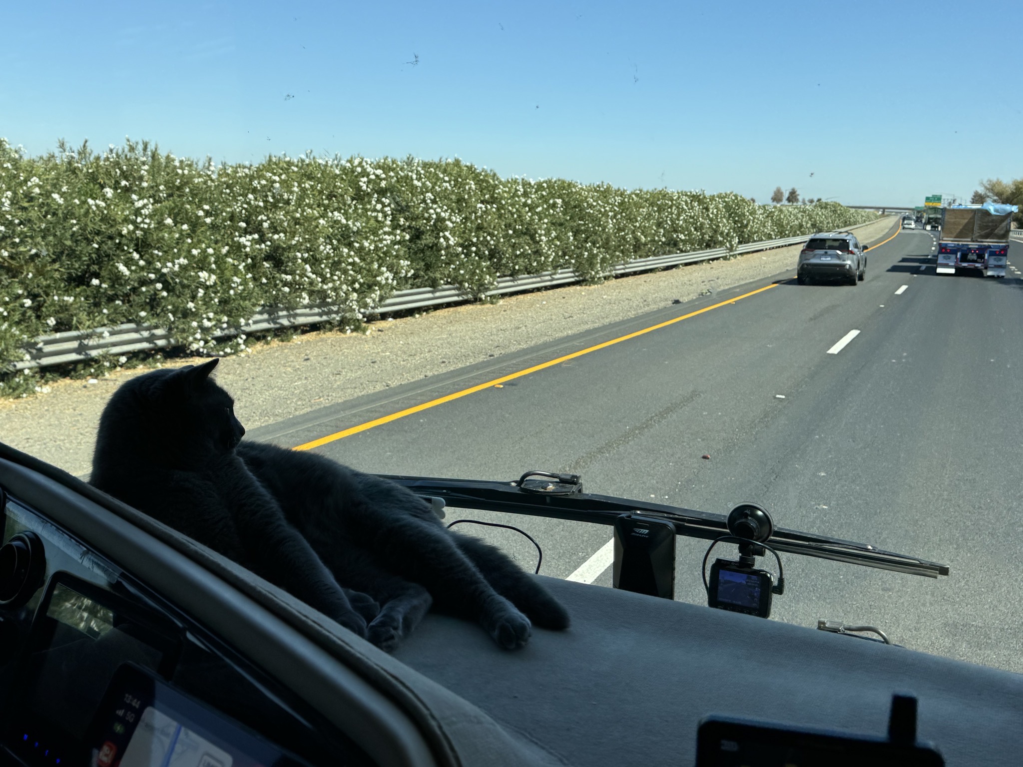 Paladin on the dash
