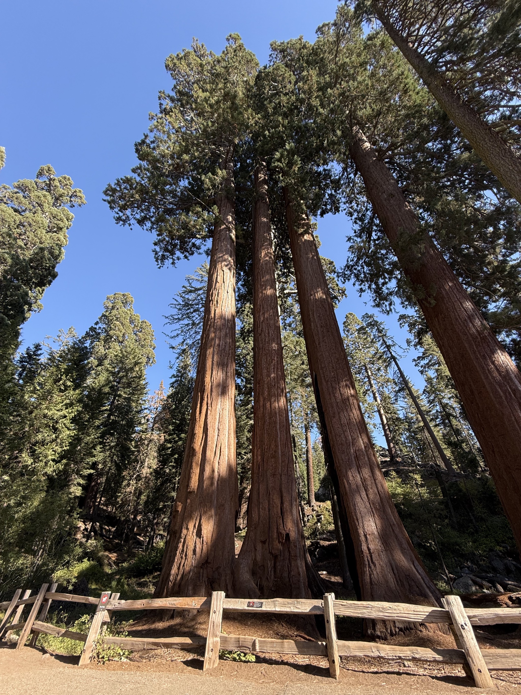 Sequoias