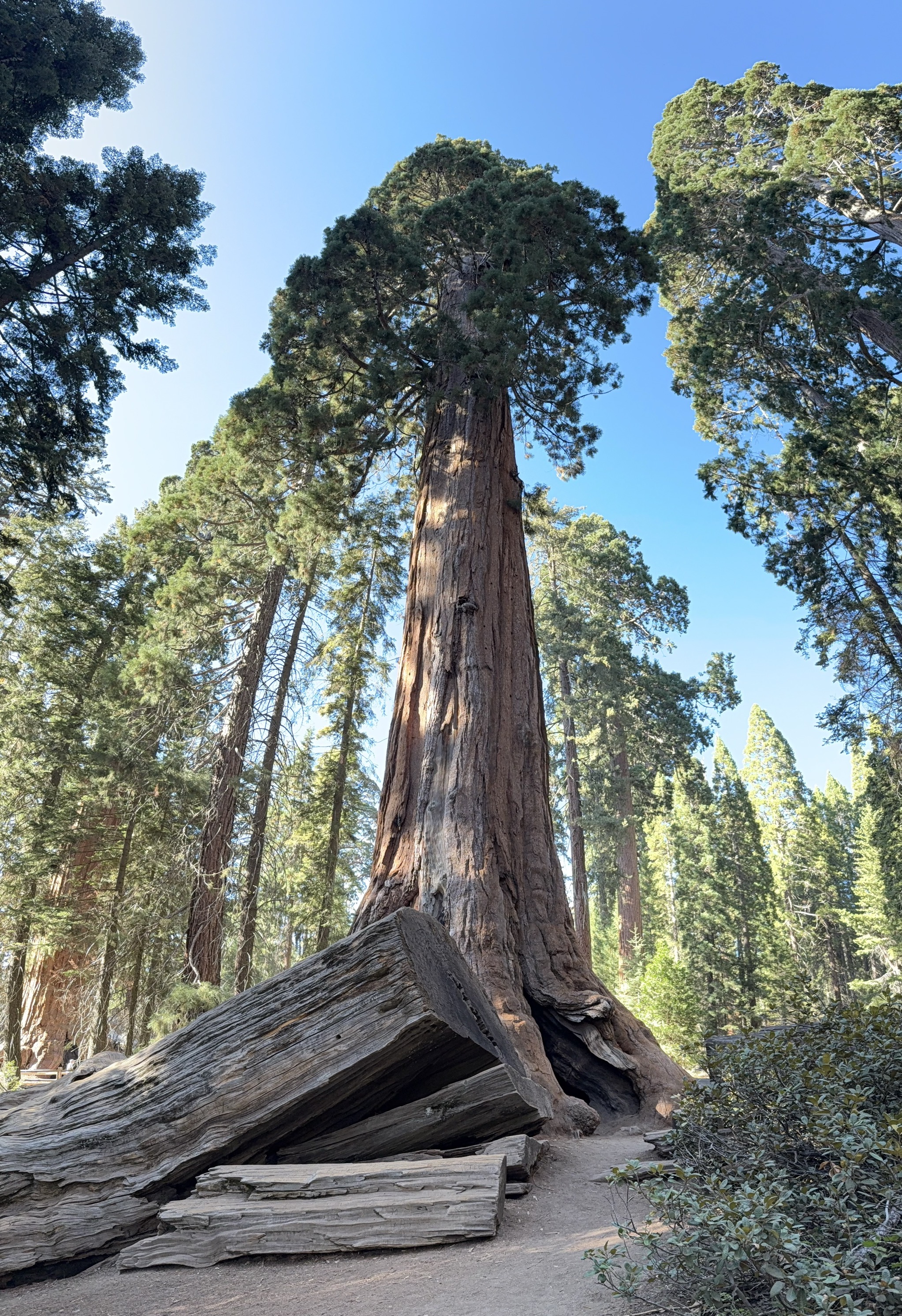 Sequoias
