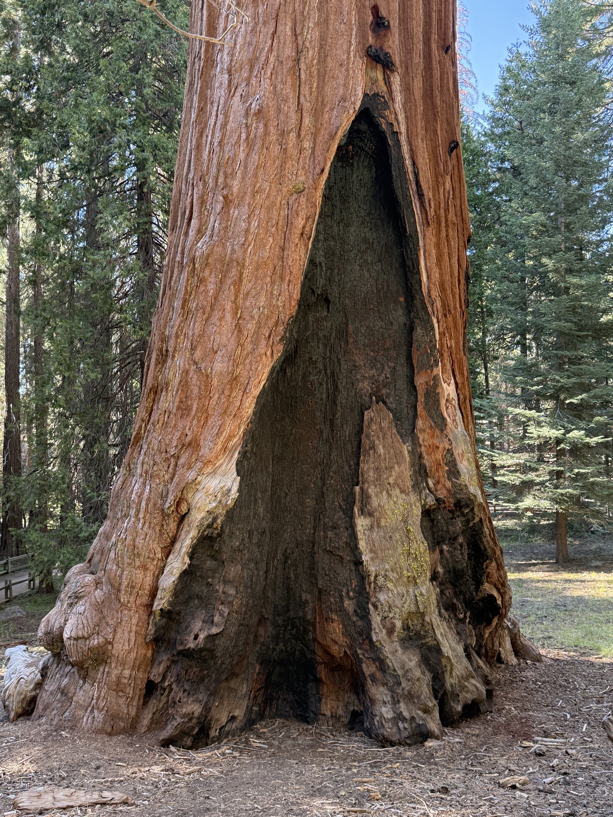 General Grant tree