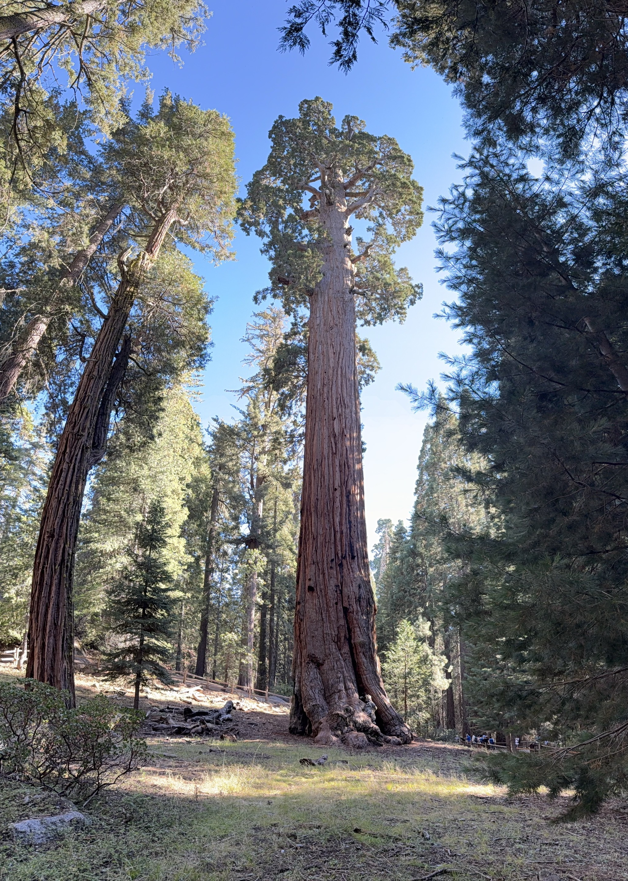 General Grant tree