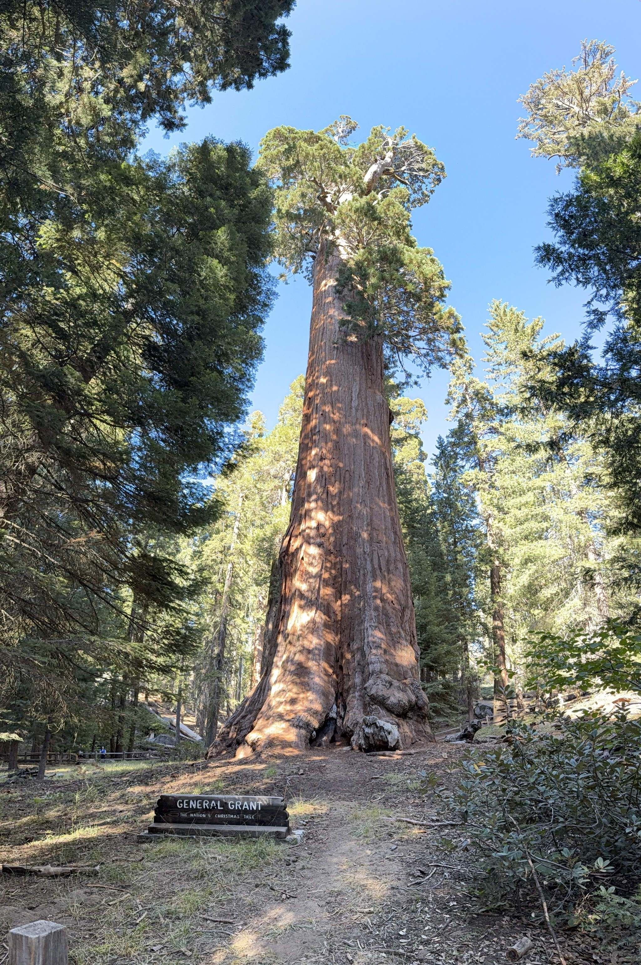 General Grant tree