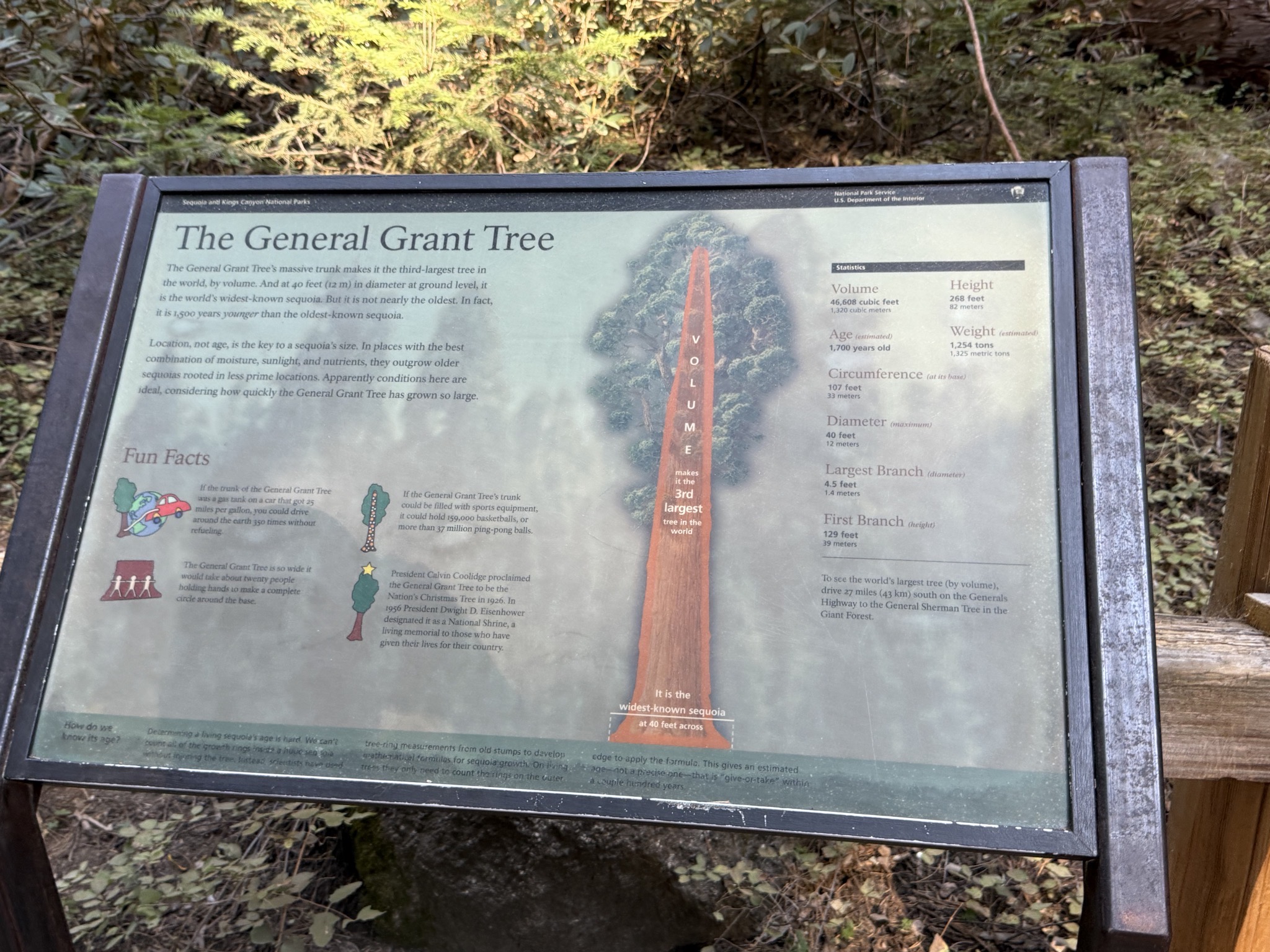 General Grant tree