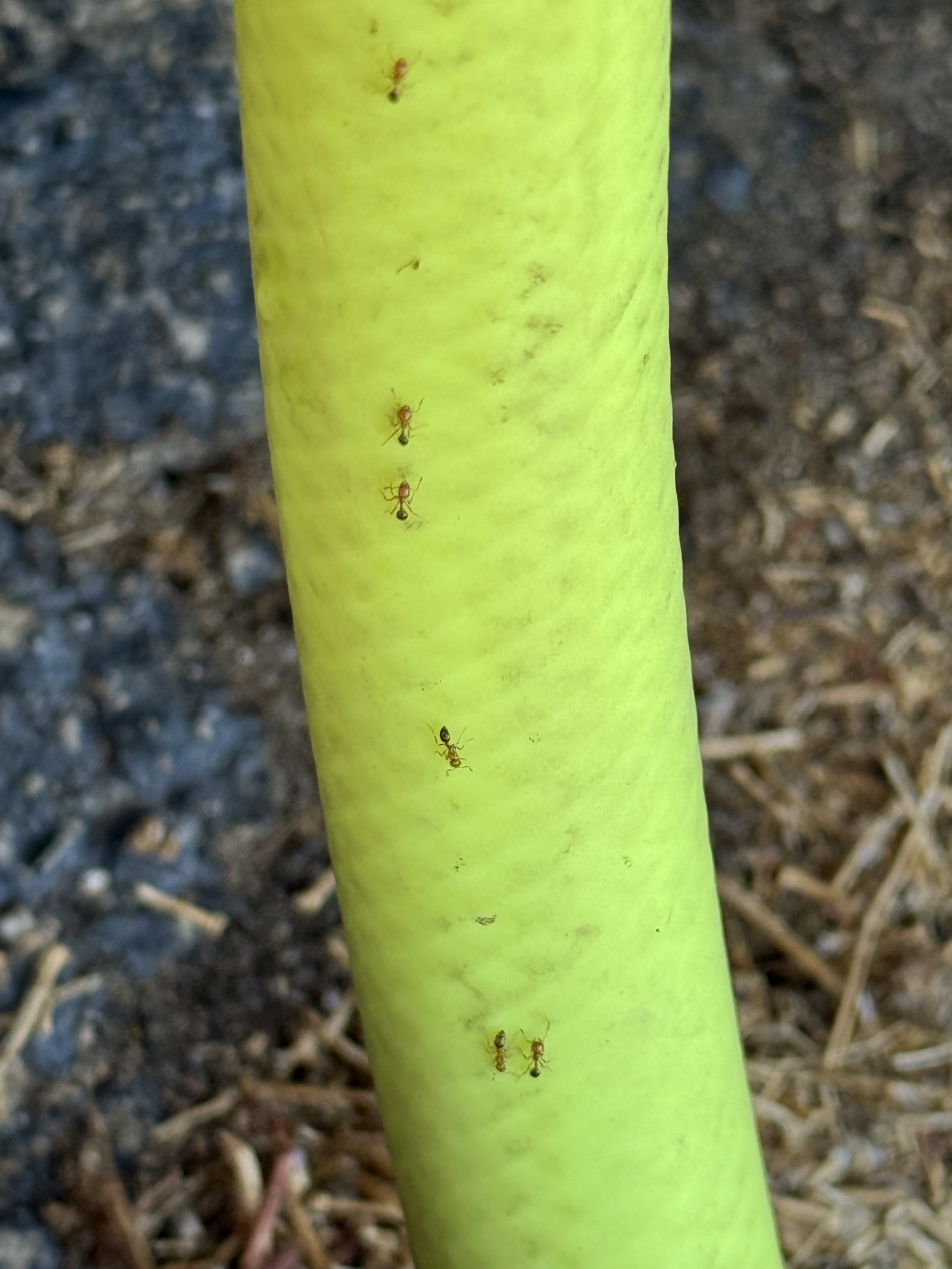 Ants
