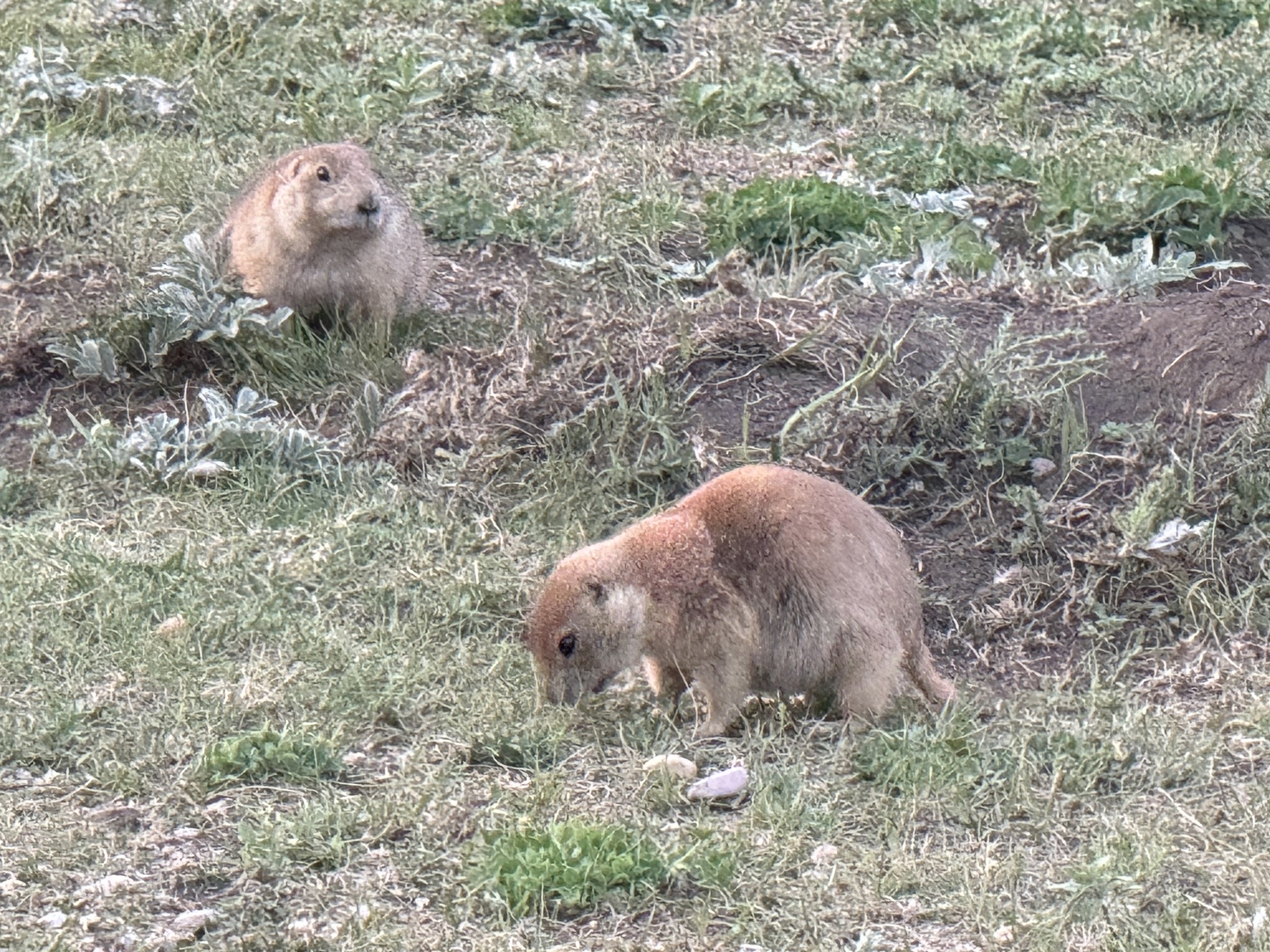 Prairie Dogs