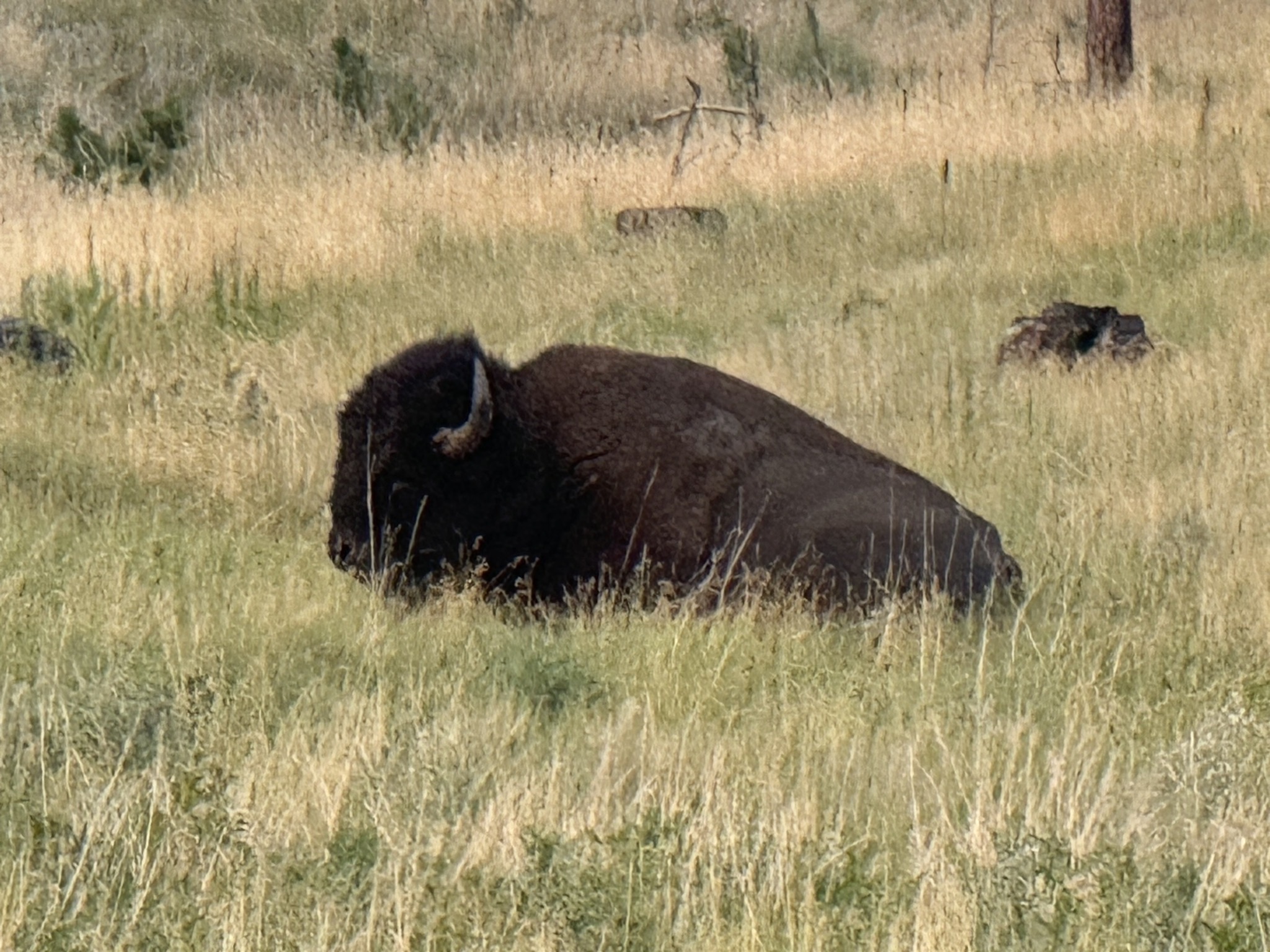 Bison