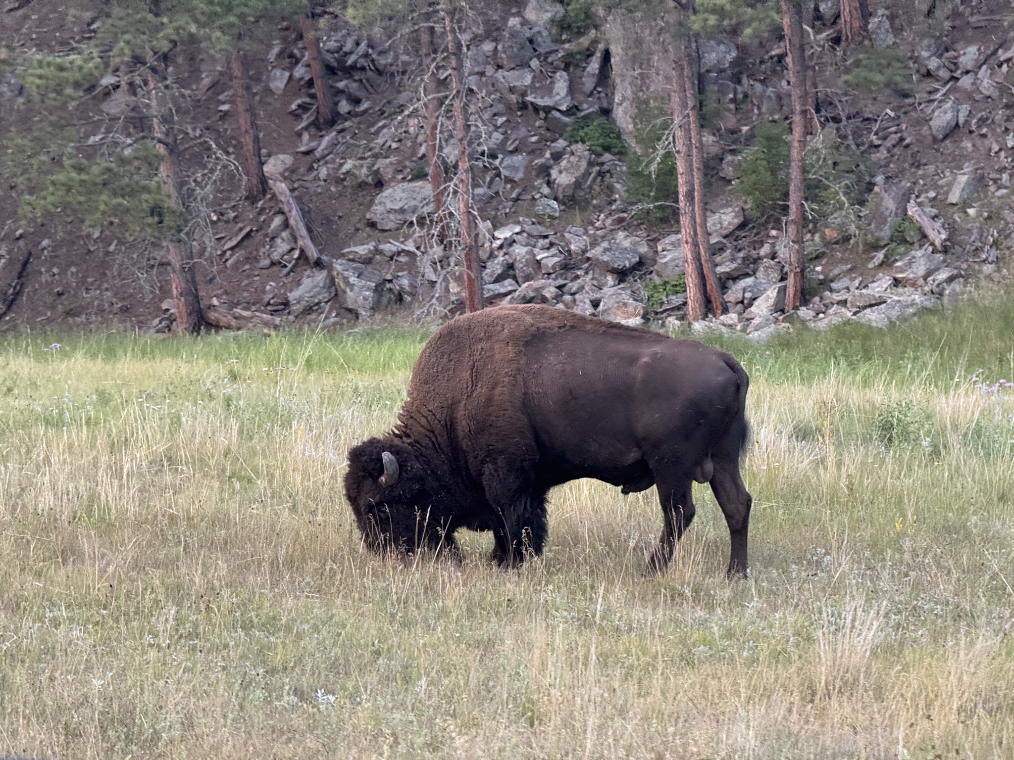 Bison