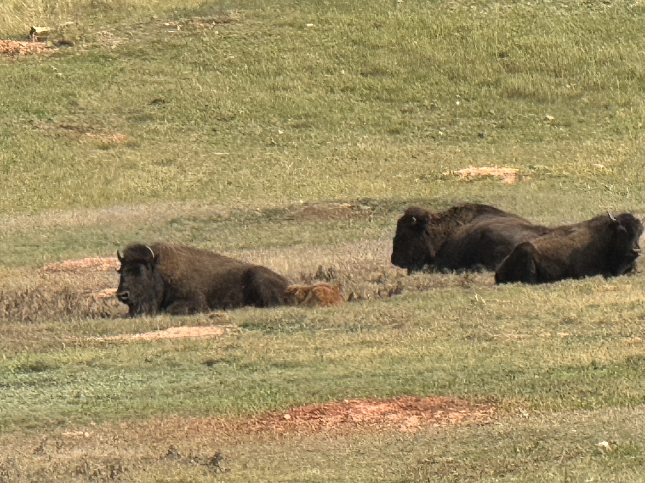 Bison in Wind Cave National Park