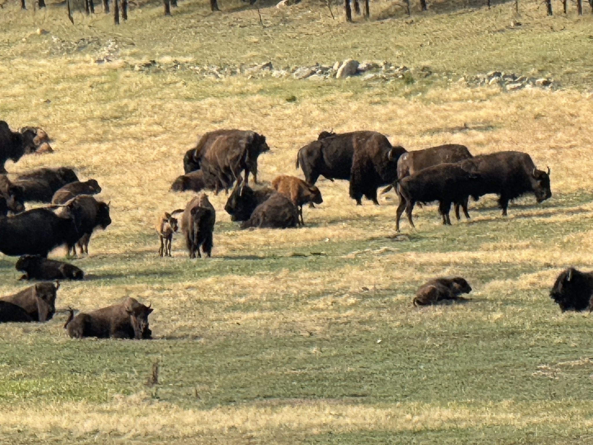 Bison