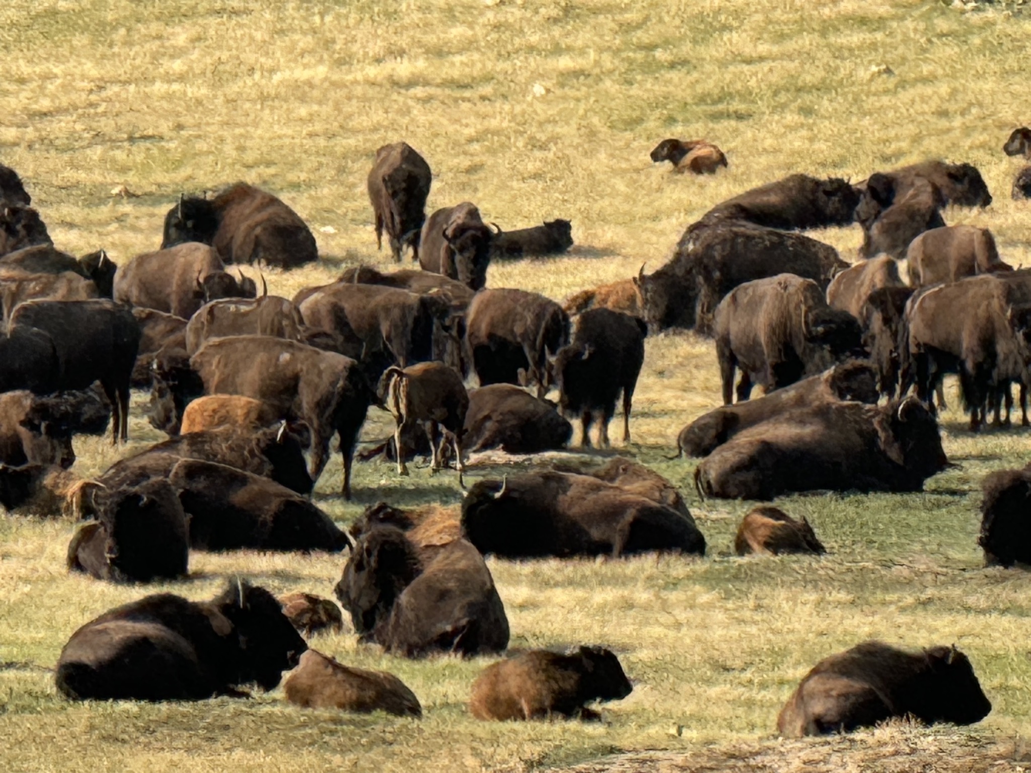Bison