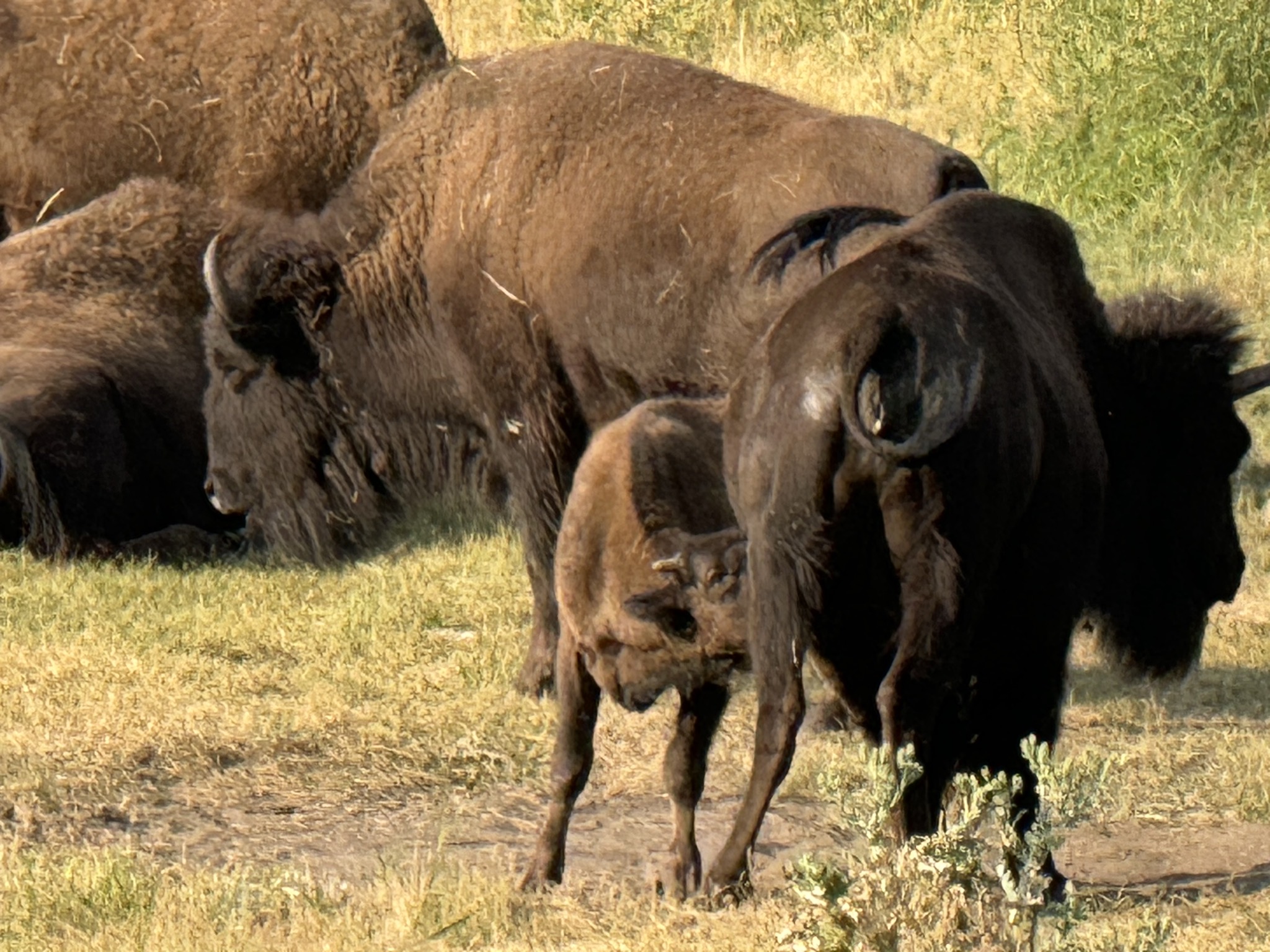 Bison