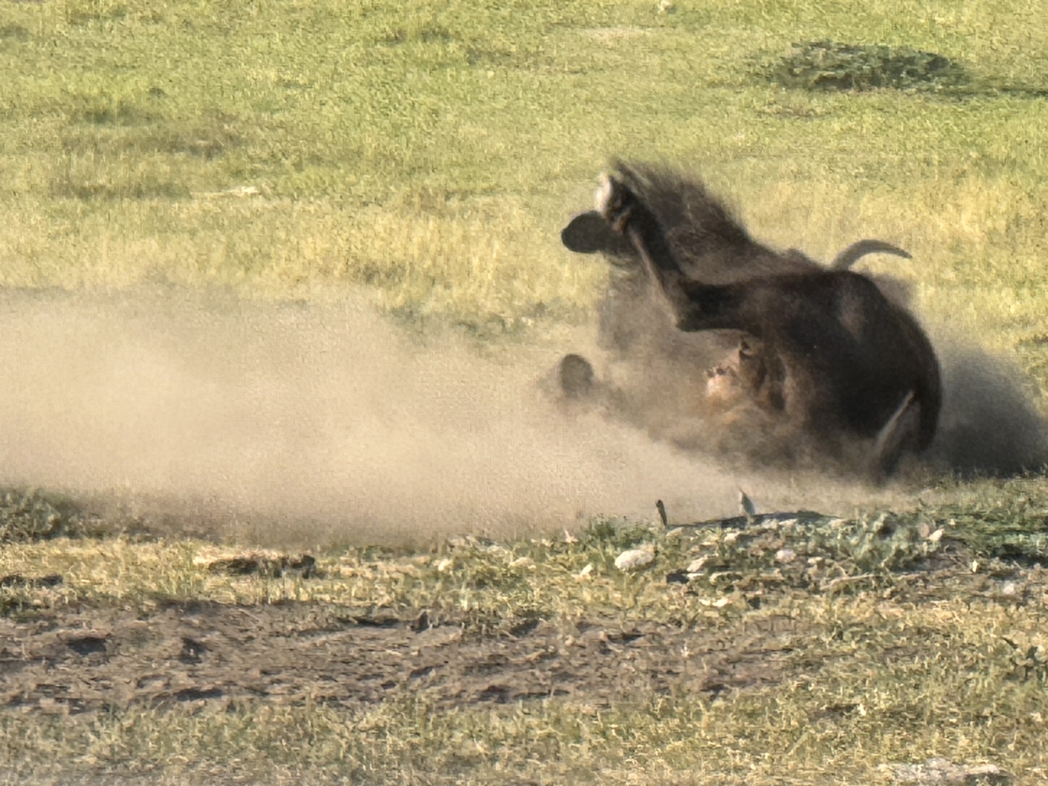 Bison having a dust bath