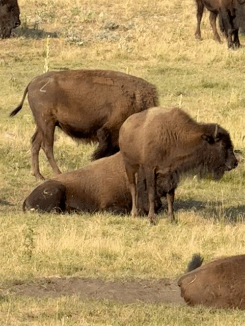 Bison