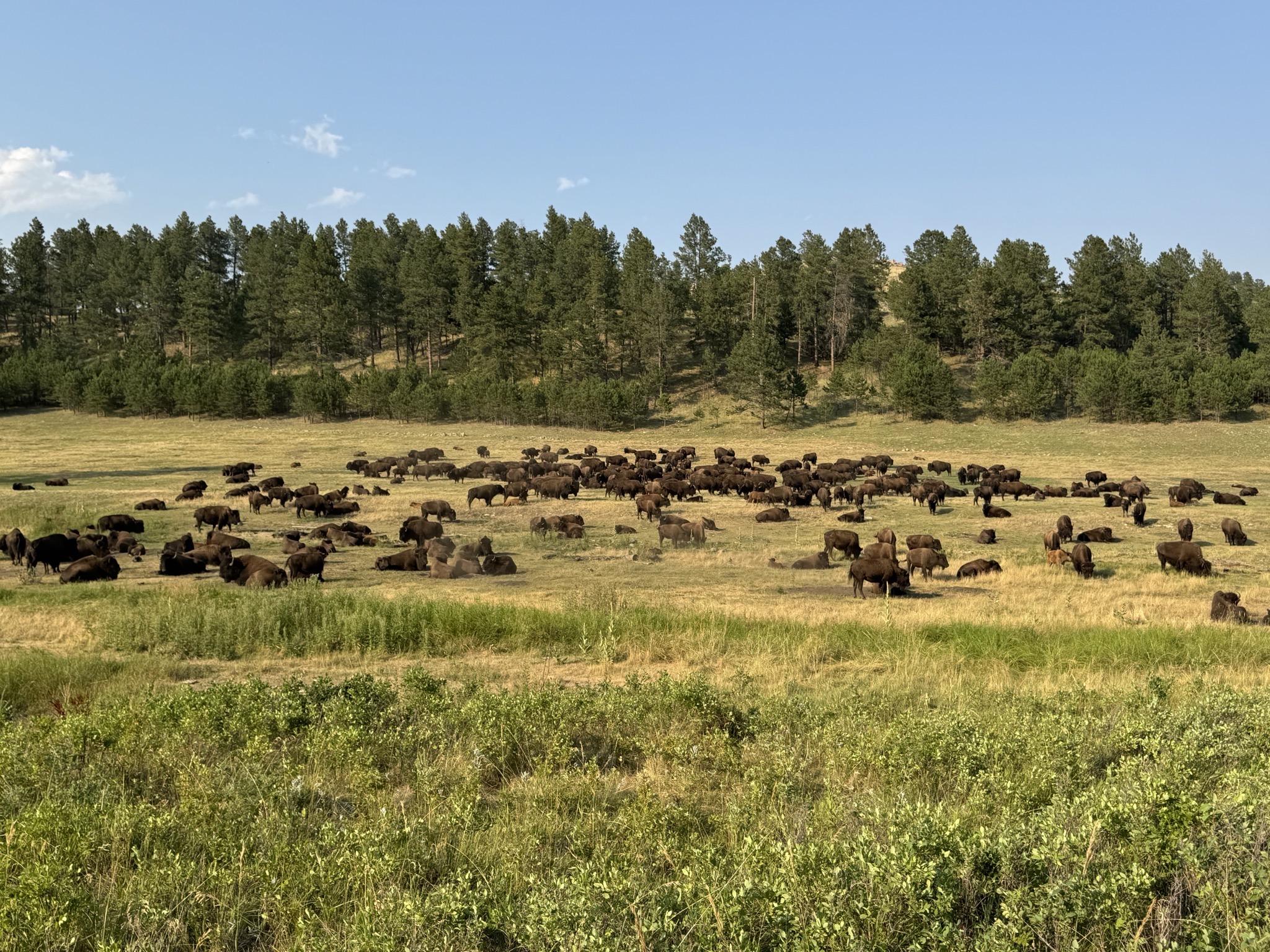 Bison