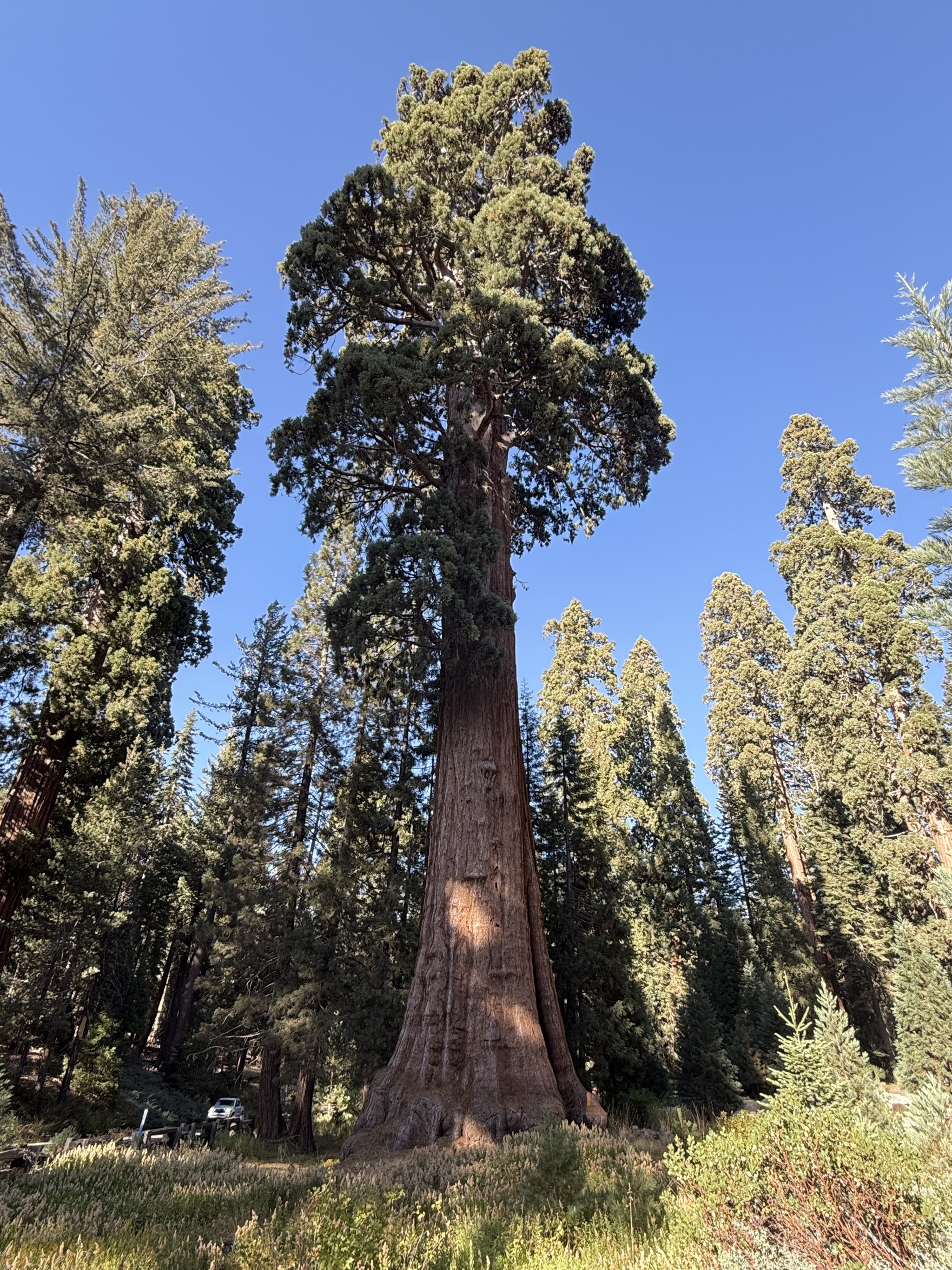 Big trees