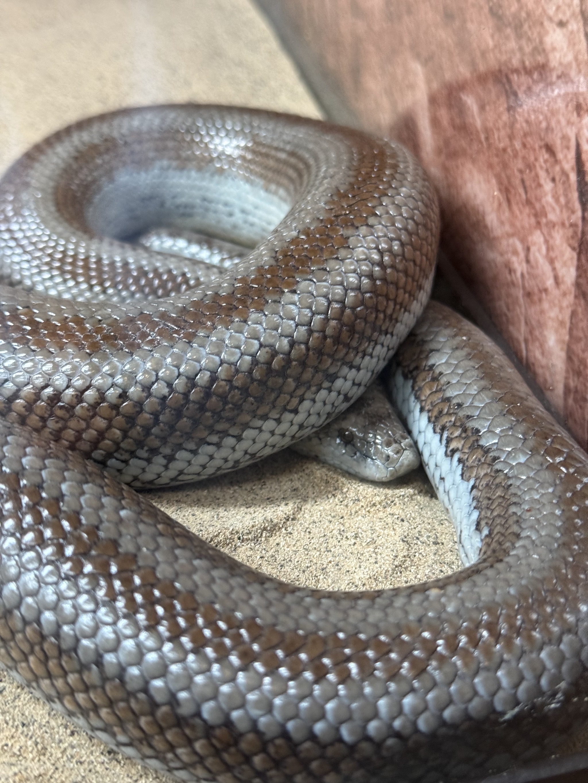 Snake
