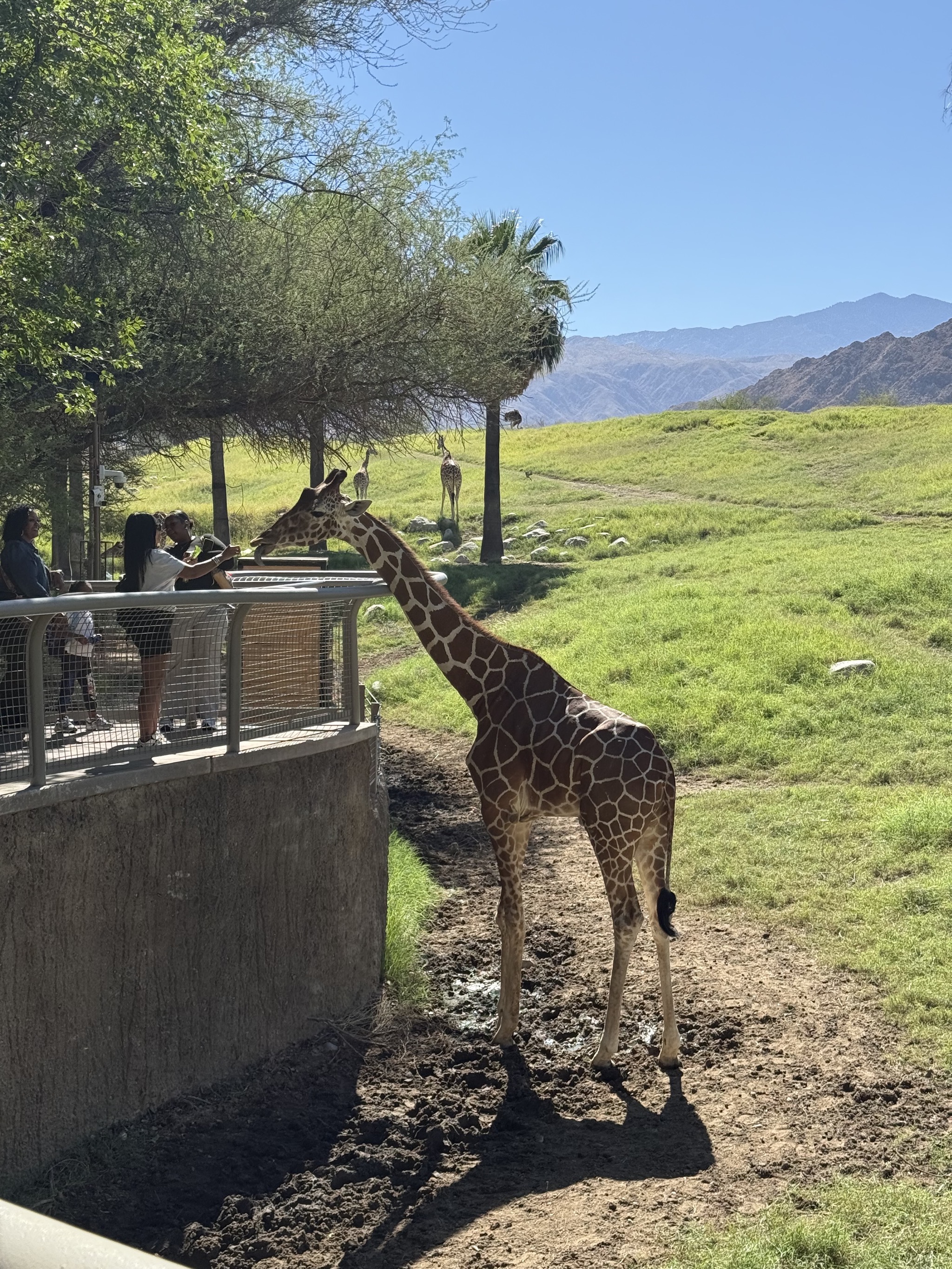 Animals